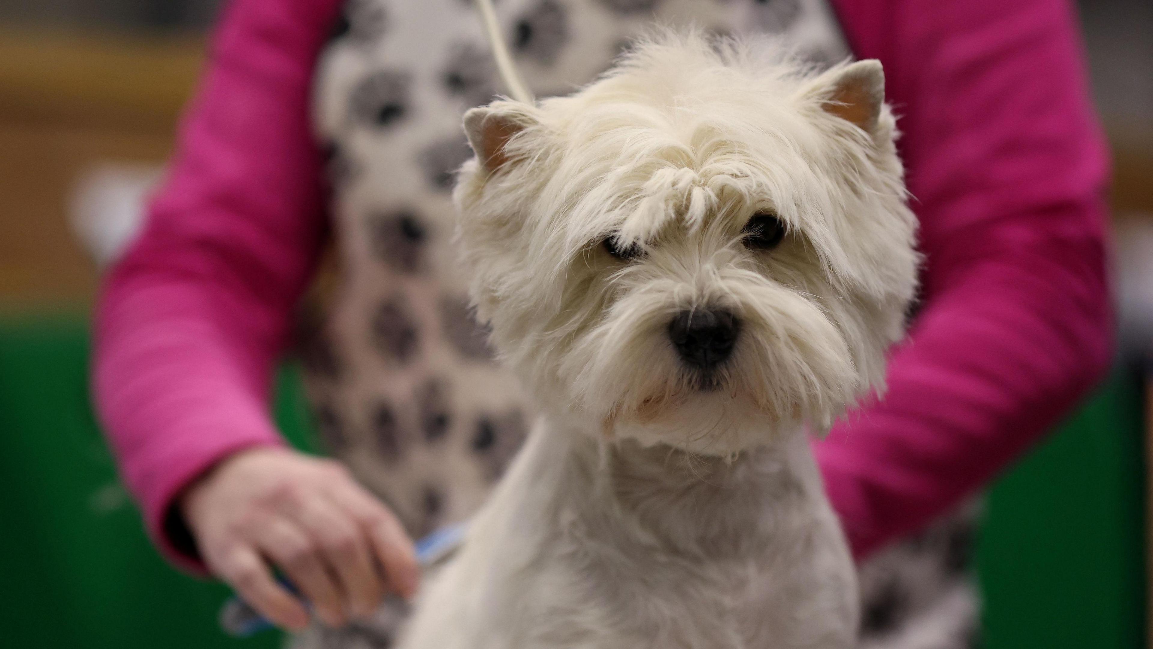 A West Highland White Terrier