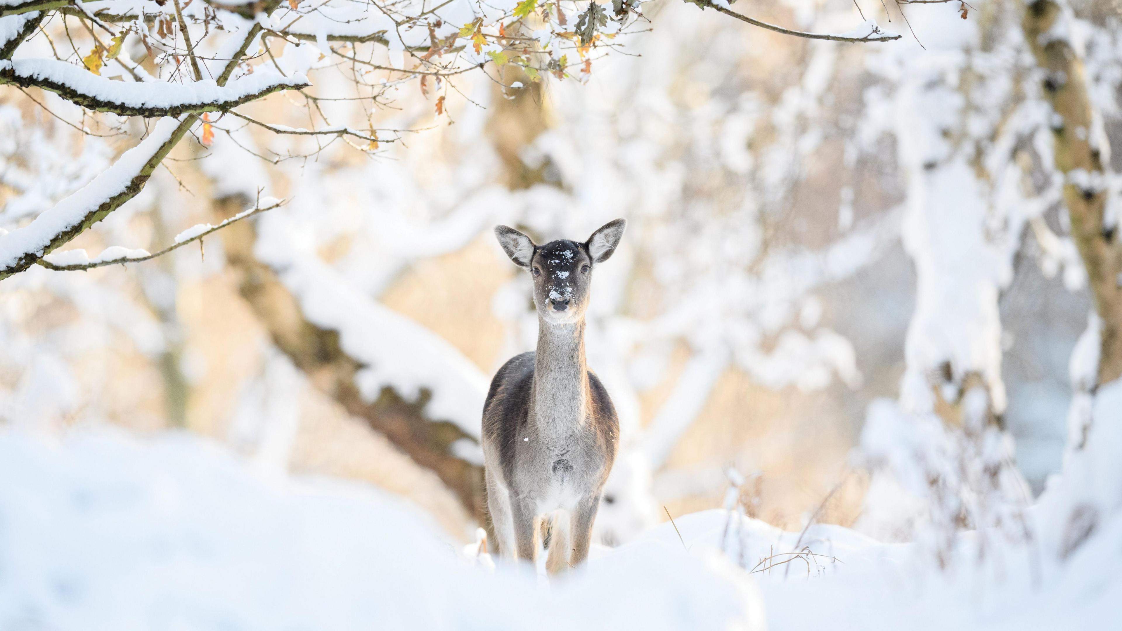 A fallow deer stands in the snow on Staffordshire's Cannock Chase. Trees can be seen behind it which are covered in snow and the deer has snow on its face.