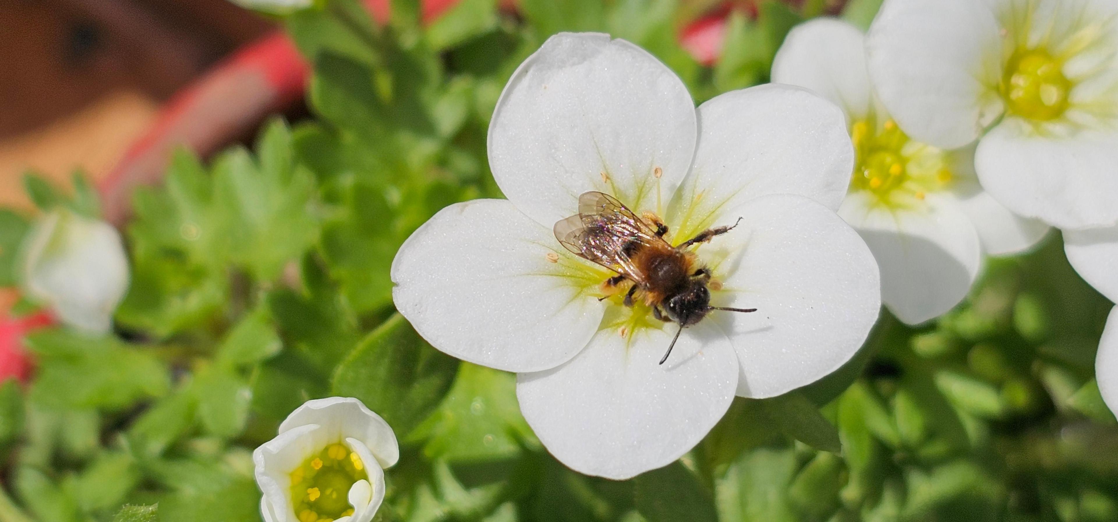 A bee collecting pollen