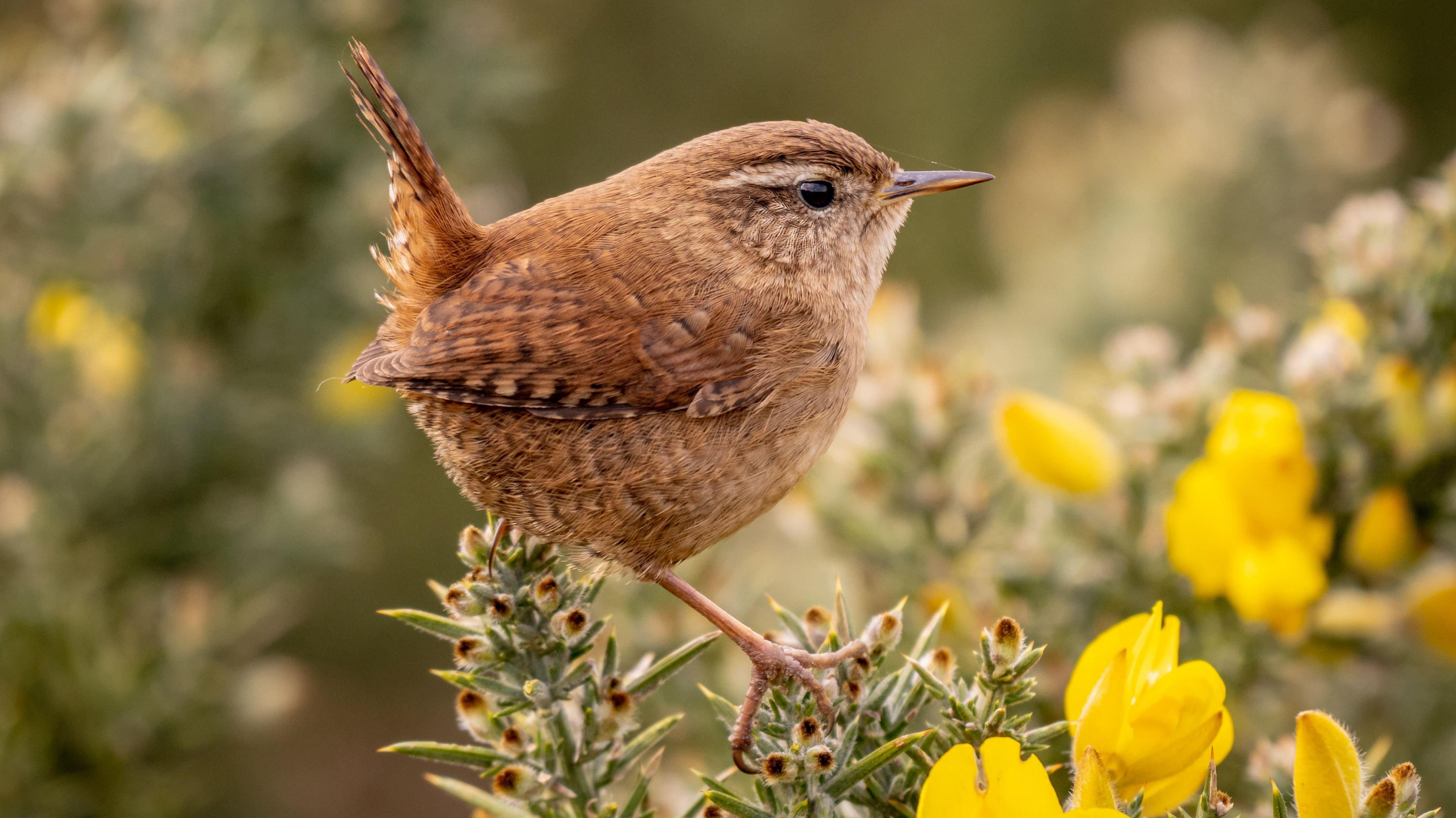 A close-up of a brown bird standing on a branch with yellow flowers on it.