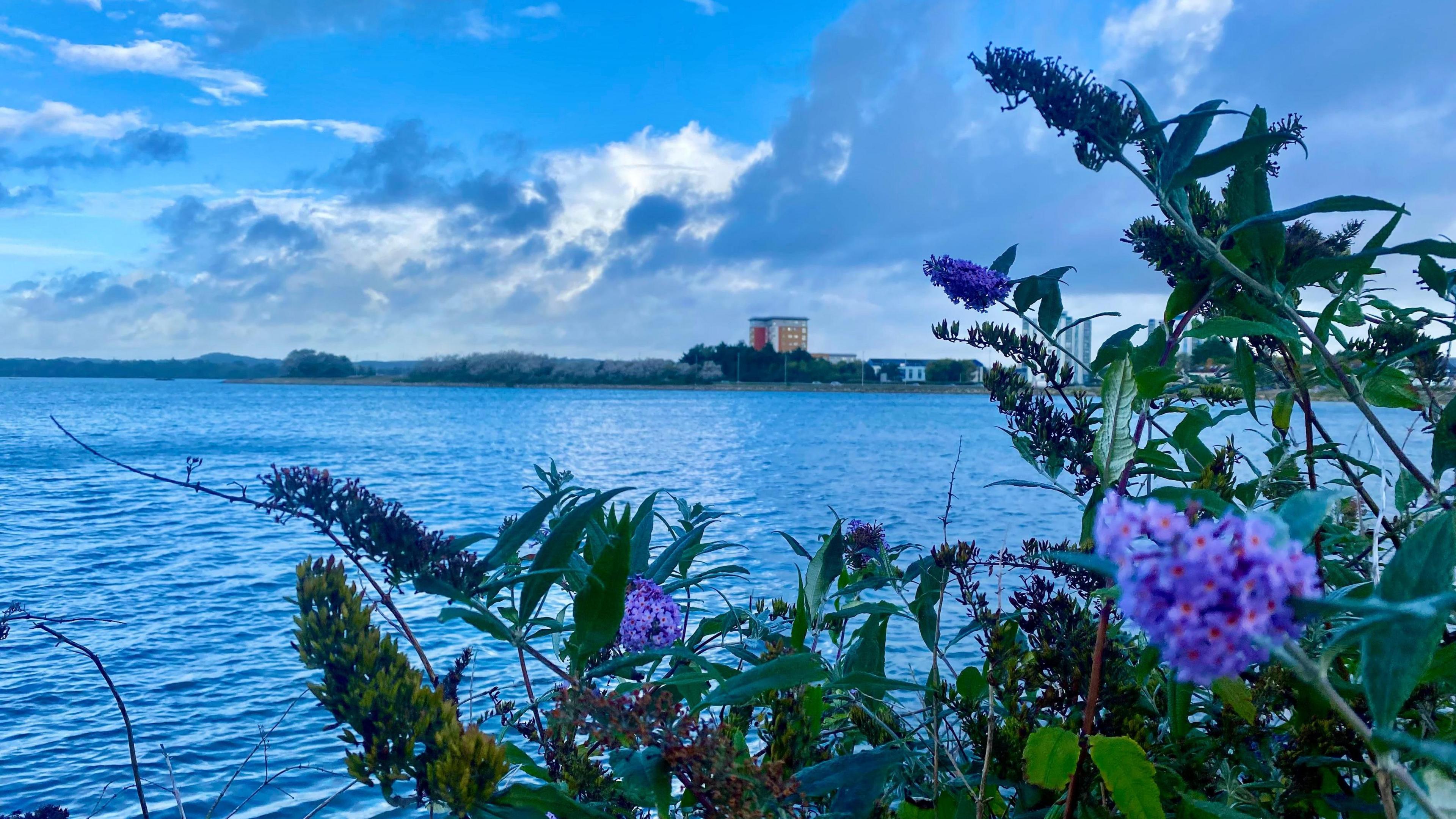 An empty Poole Harbour sits behind a bush containing bright purple flowers under a mixture of blue sky and cloud