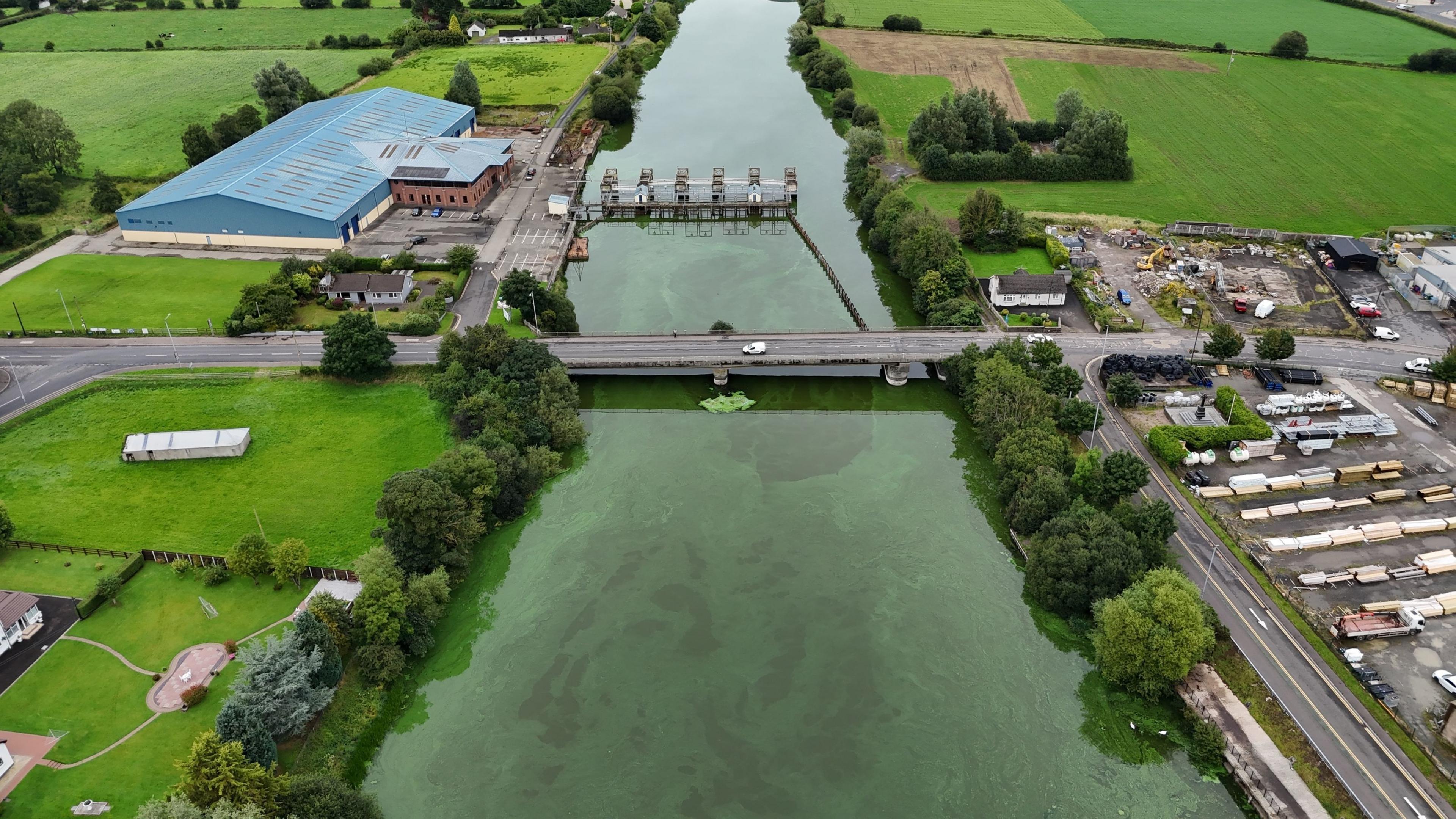 A river covered with blue-green algae. There is a bridge across it and buildings with yards on either side, as well as fields. There are green trees along the river.