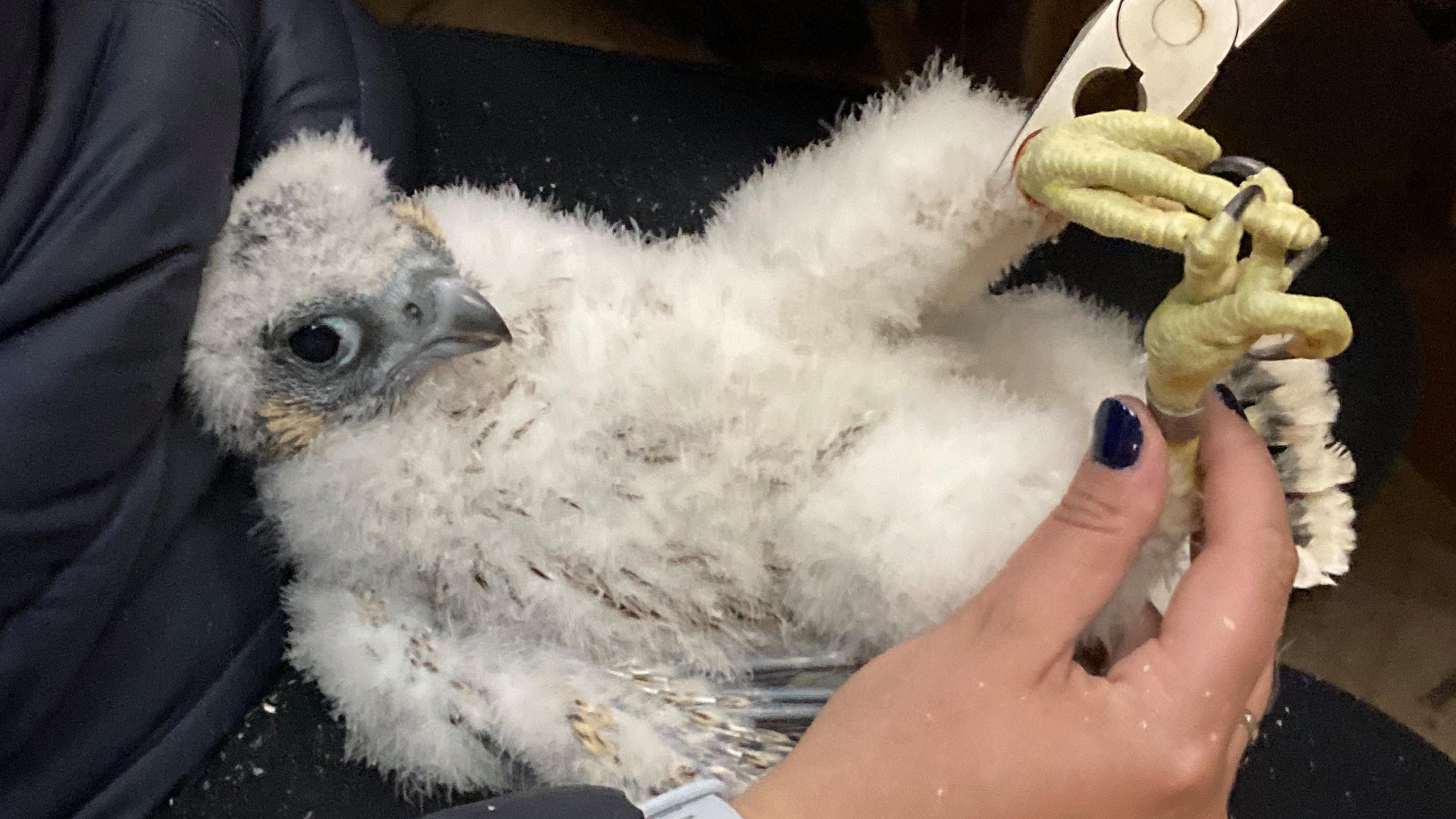 A peregrine chick being tagged