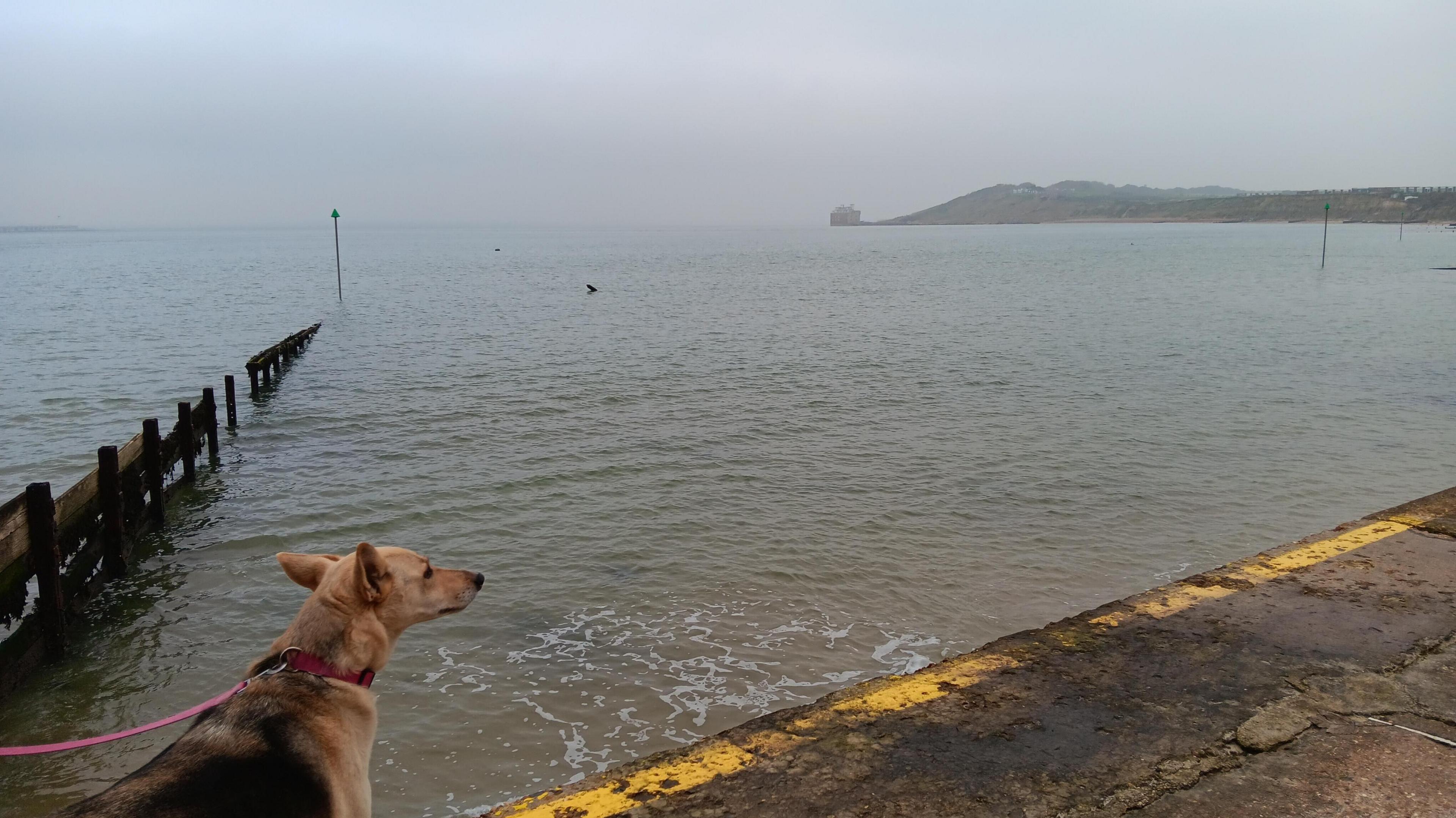 A dog with a pink lead stands on the edge of a promenade and looks out to the sea at Totland Bay. 