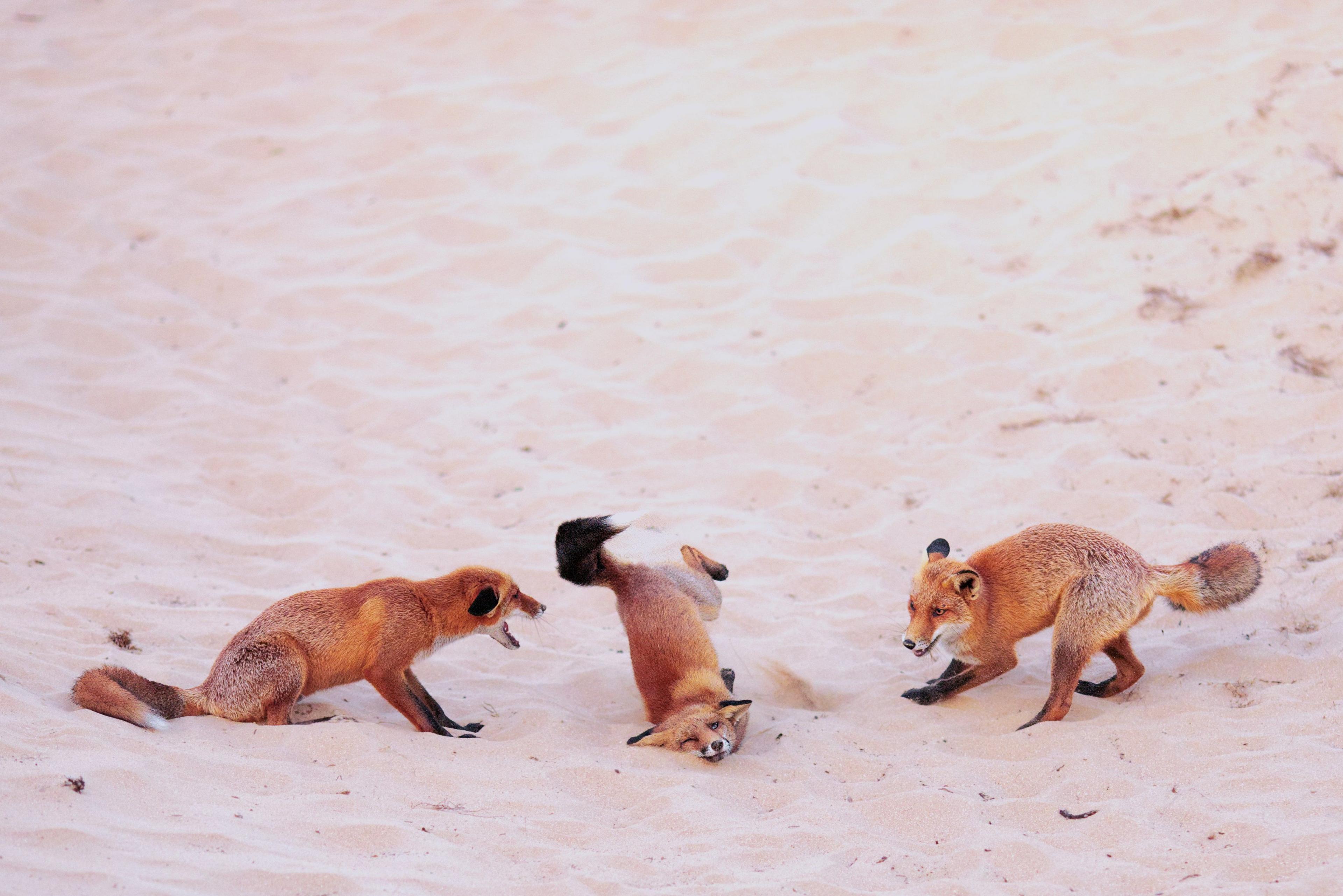 Three foxes