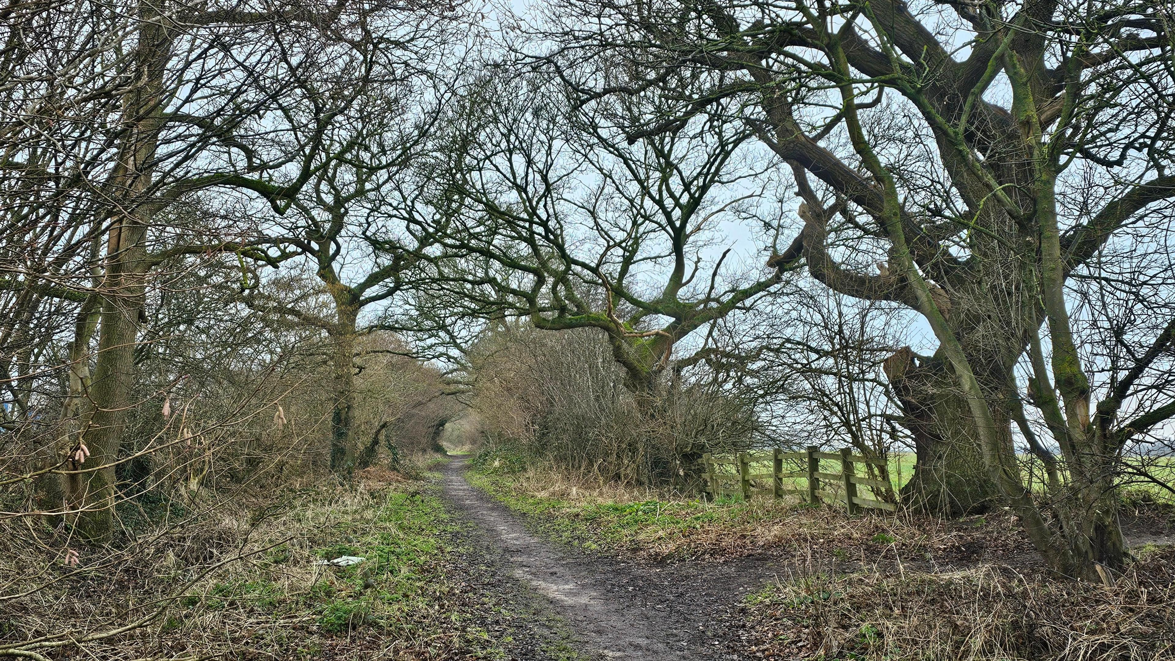 A footpath between rows of bare trees, with a wooden post-and-rail fence visible to the right. Further along the path, the trees give way to hedgerows which appear to form a tunnel over the path.   