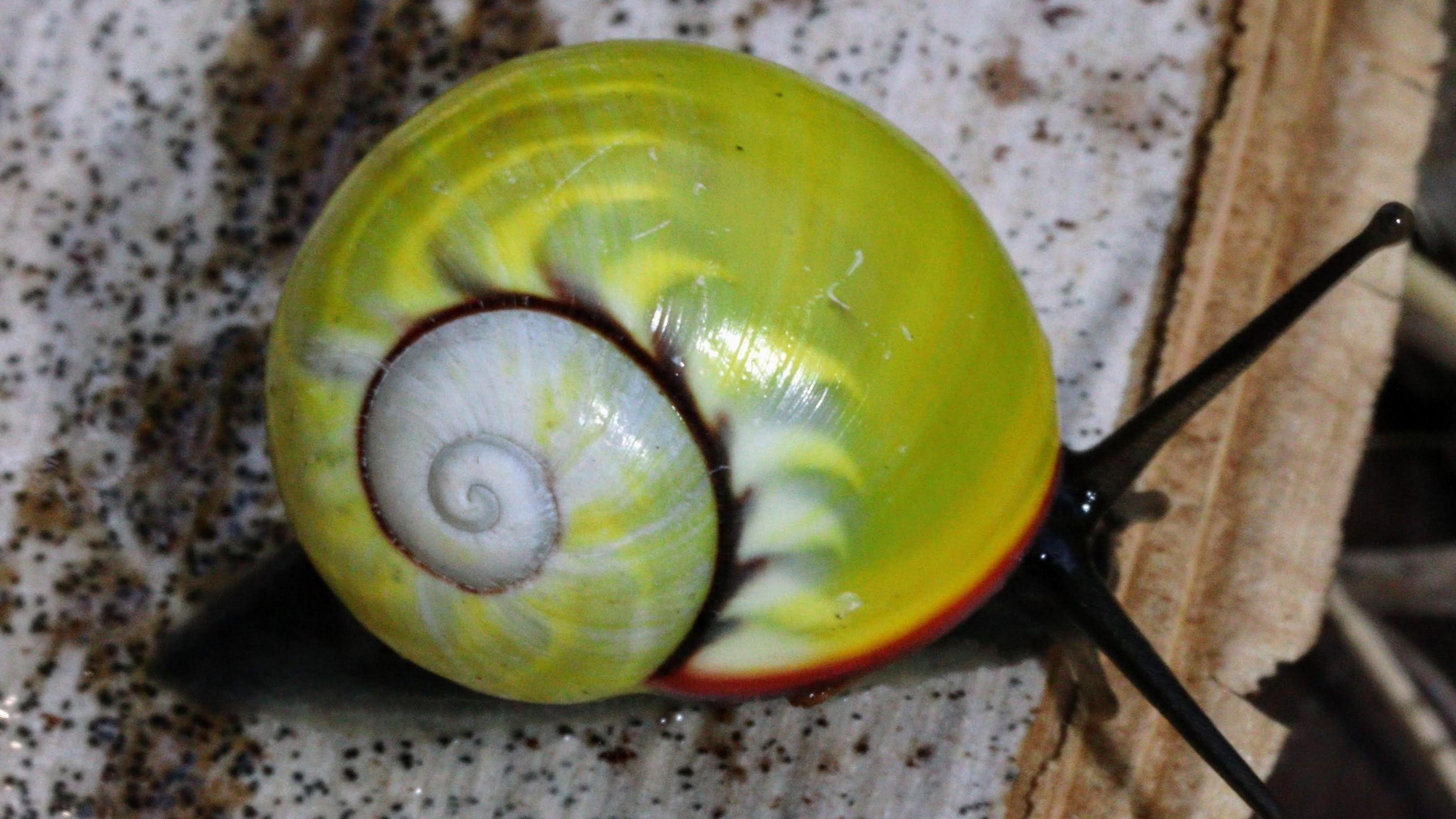 A close-up of a bright green snail sitting on some brown woody material. The snail is Polymita Sulphurosa - the most endangered of the six known Polymita snail species. It has light blue-grey, flame-like patterns on its coils and a band of bright red across the part of its shell that is closest to its head.