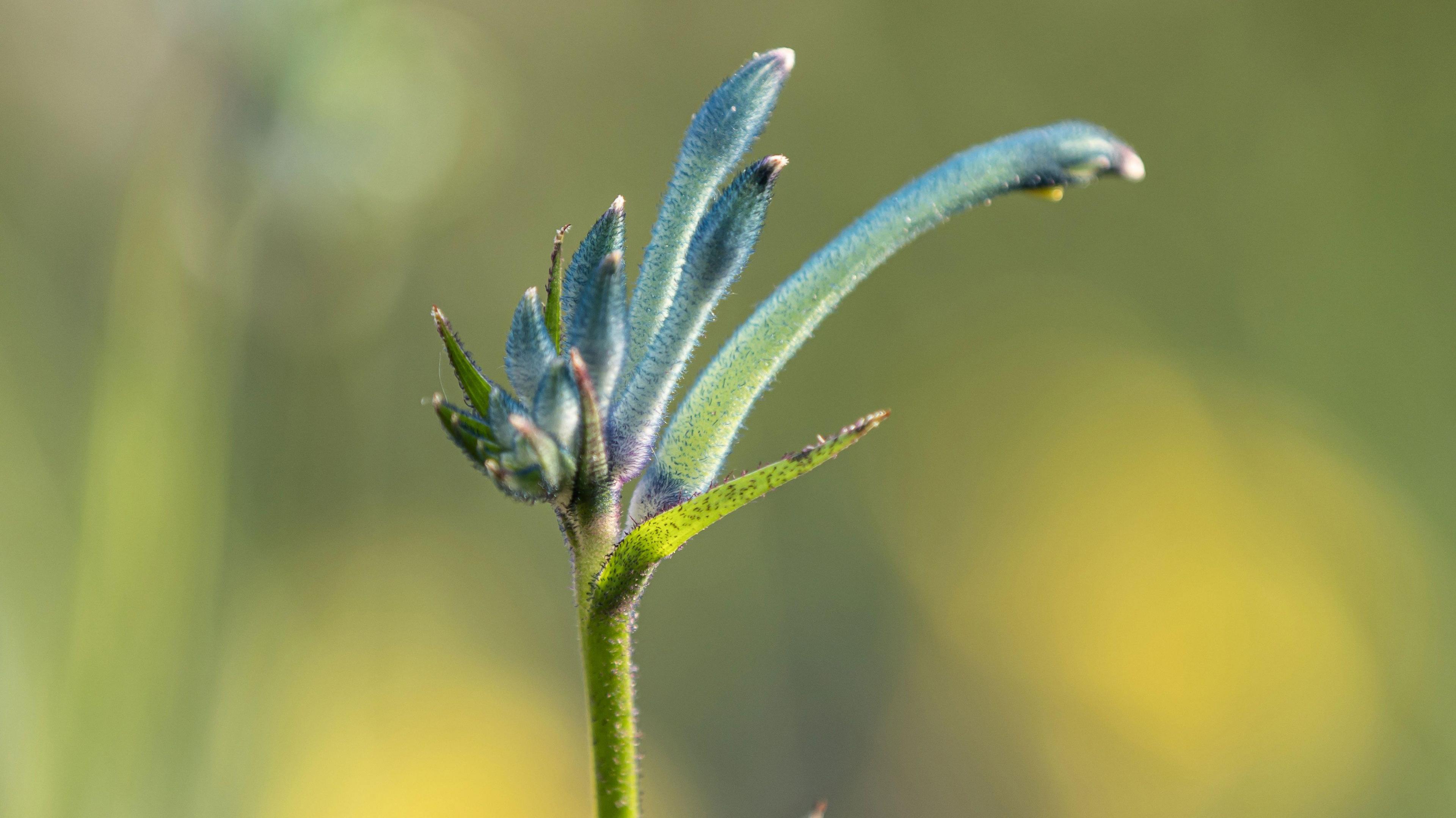 Masquerade flowers are long slim iridescent teal-blue at the end of a straight green stem.