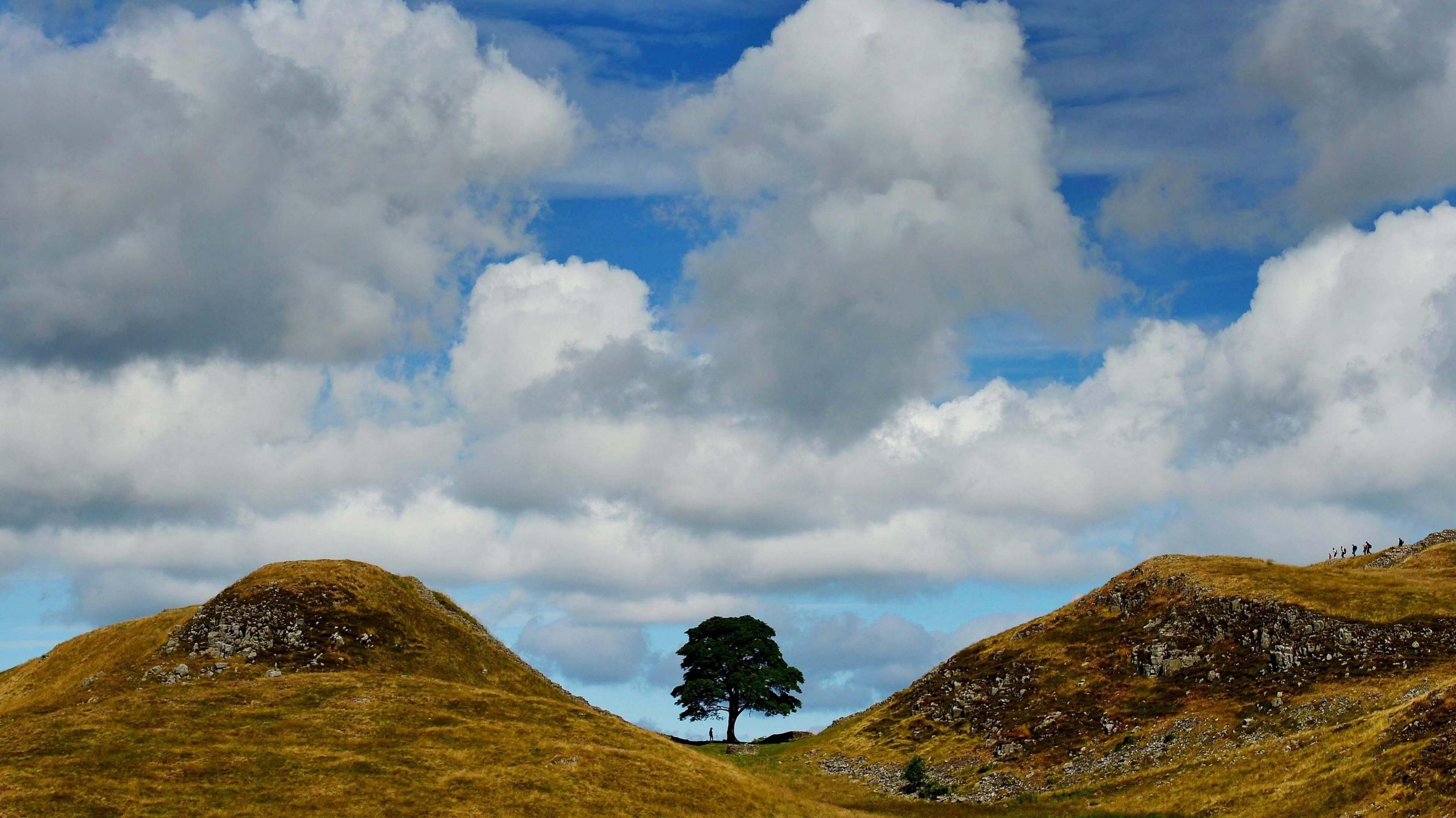 The tree at Sycamore Gap sitting between two hills on a sunny day with fluffy white clouds in the sky above.