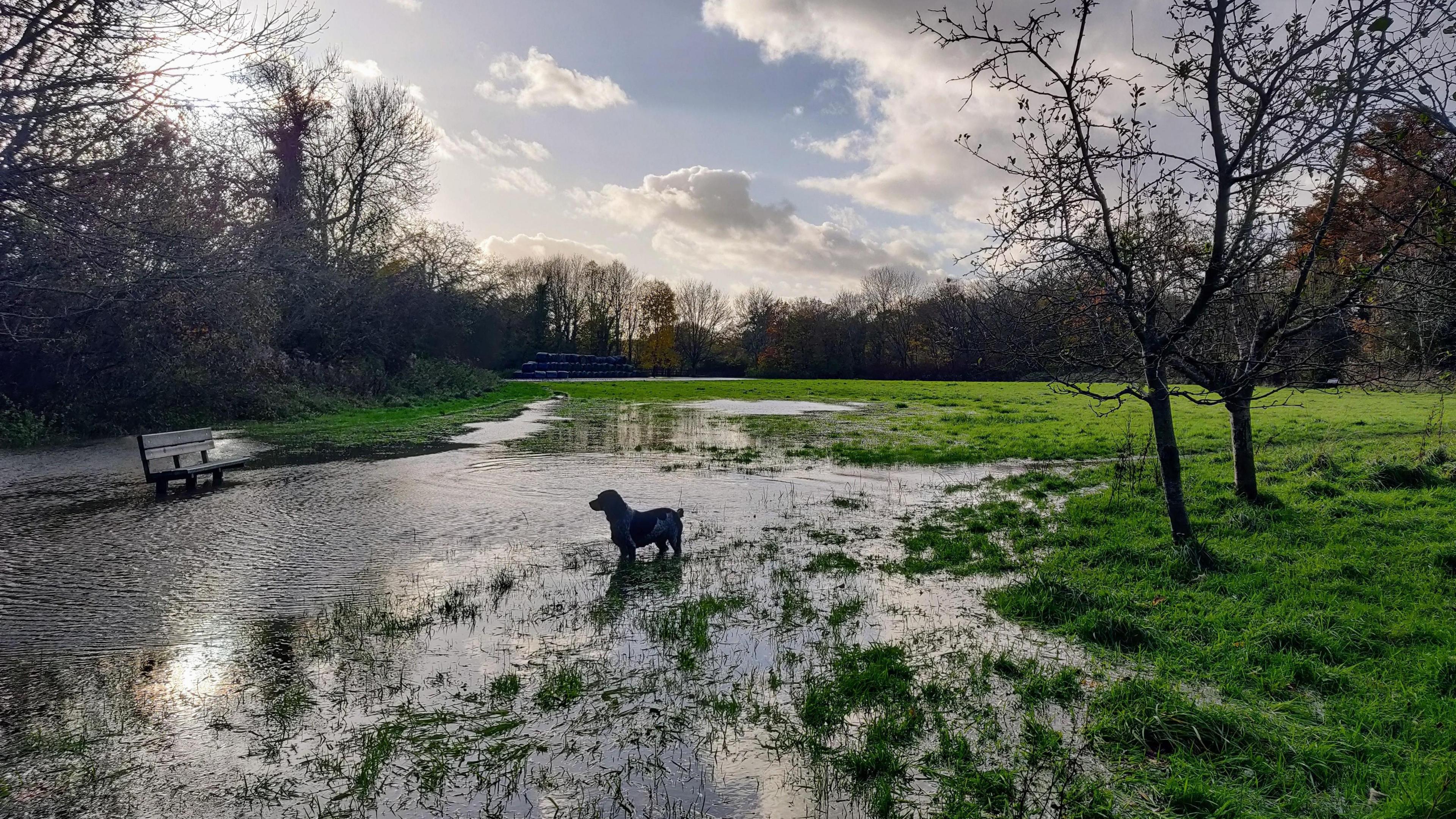 A dog stands in a flooded field. The sun is low in the sky and has put the dog in shadow. Grass can be seen on the right-hand side with trees running around the field.