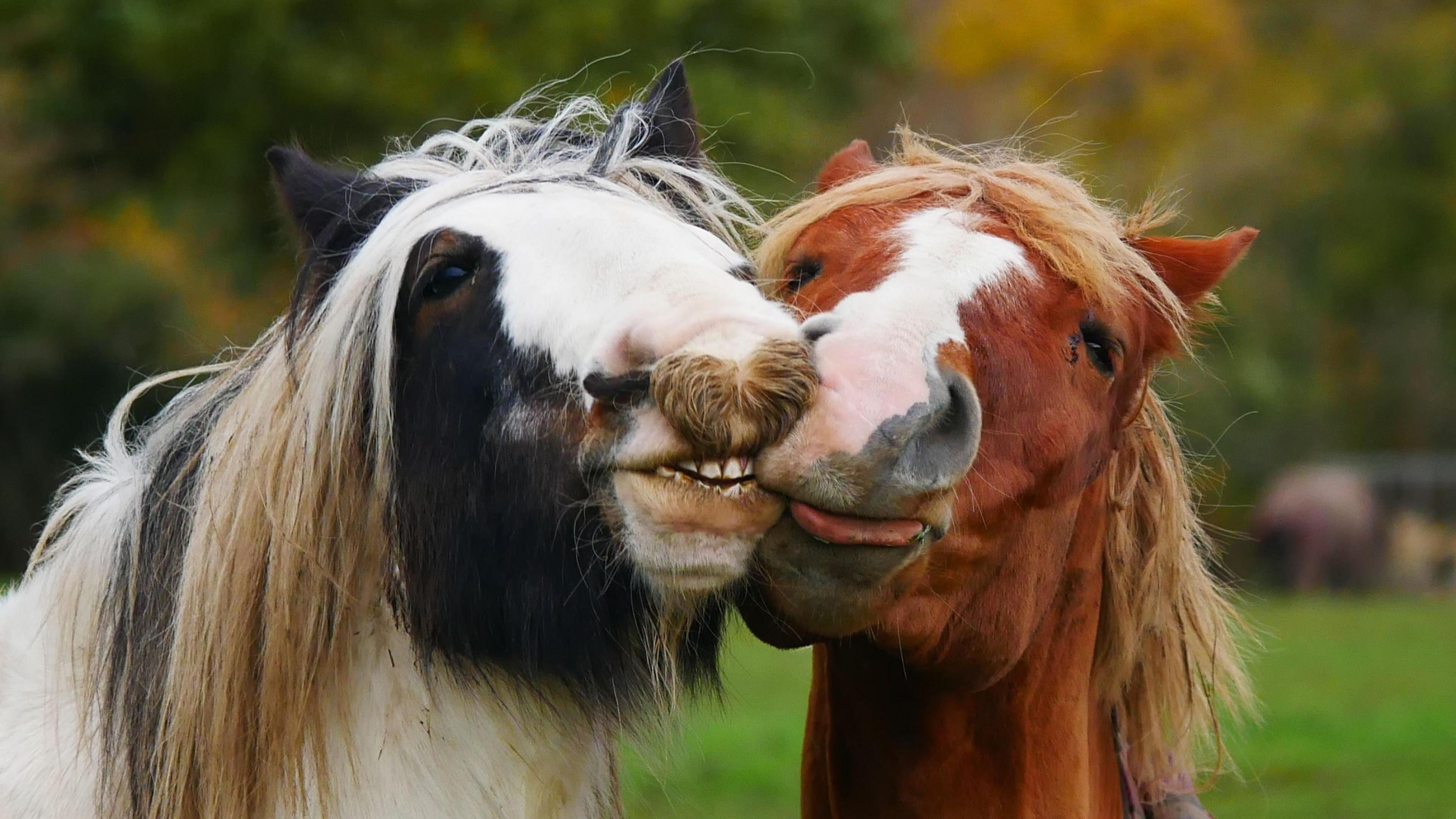 Two horses hold their head together