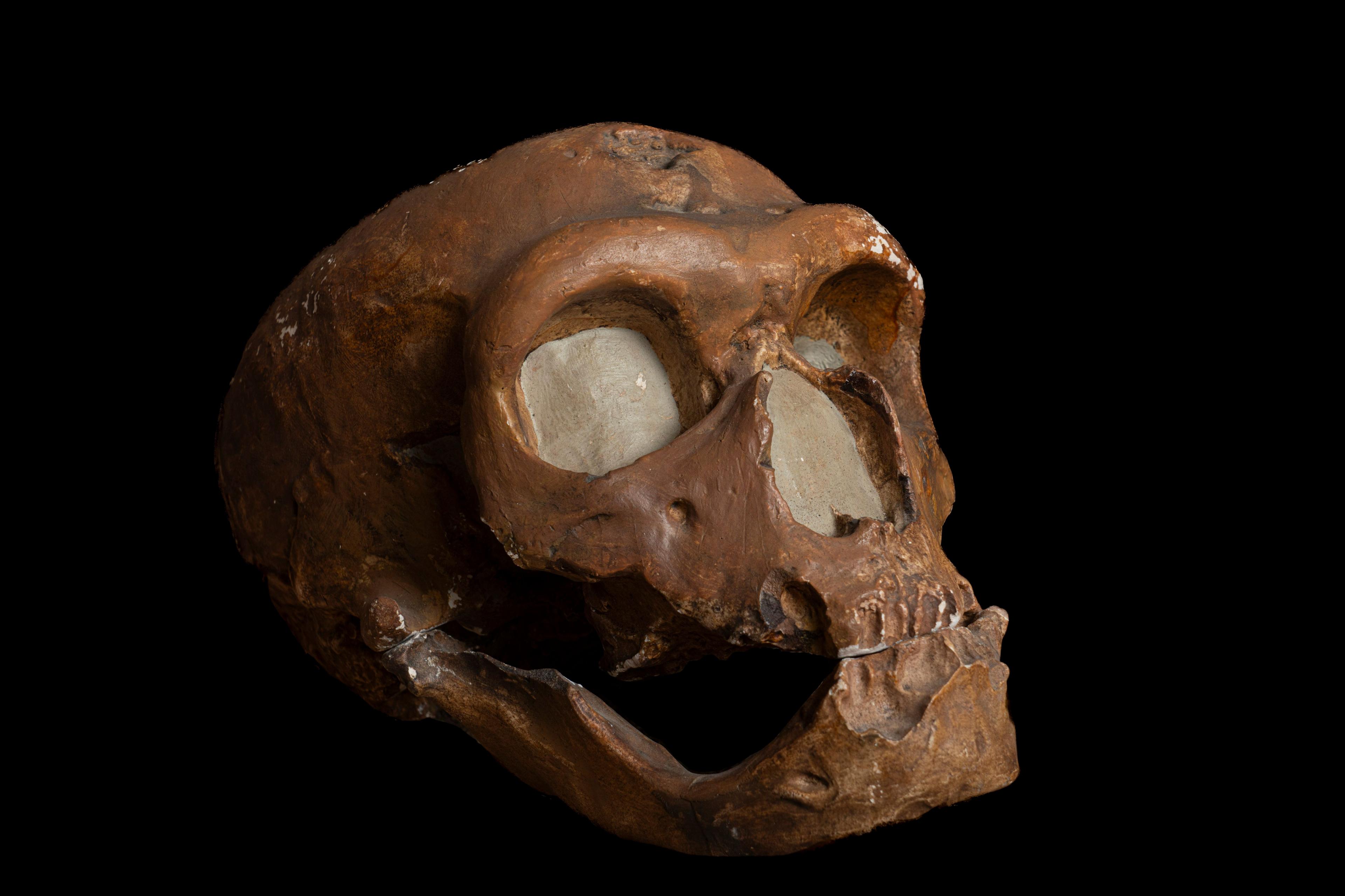 Neanderthal skull featuring a large middle part of the face, angled cheekbones, and a huge nose for humidifying and warming cold, dry air. 