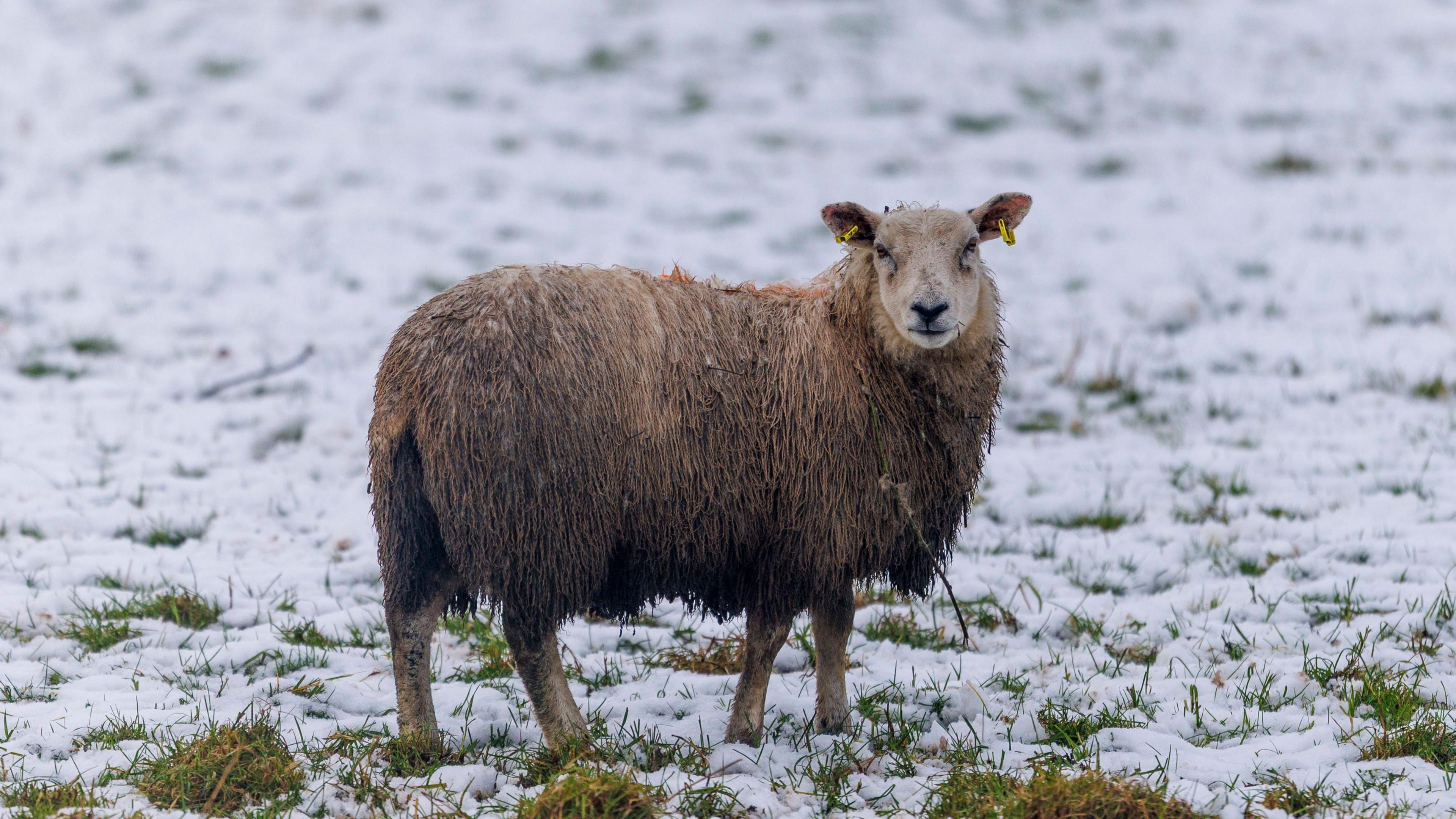 Sheep in a field in Glenavy, Co. Antrim.