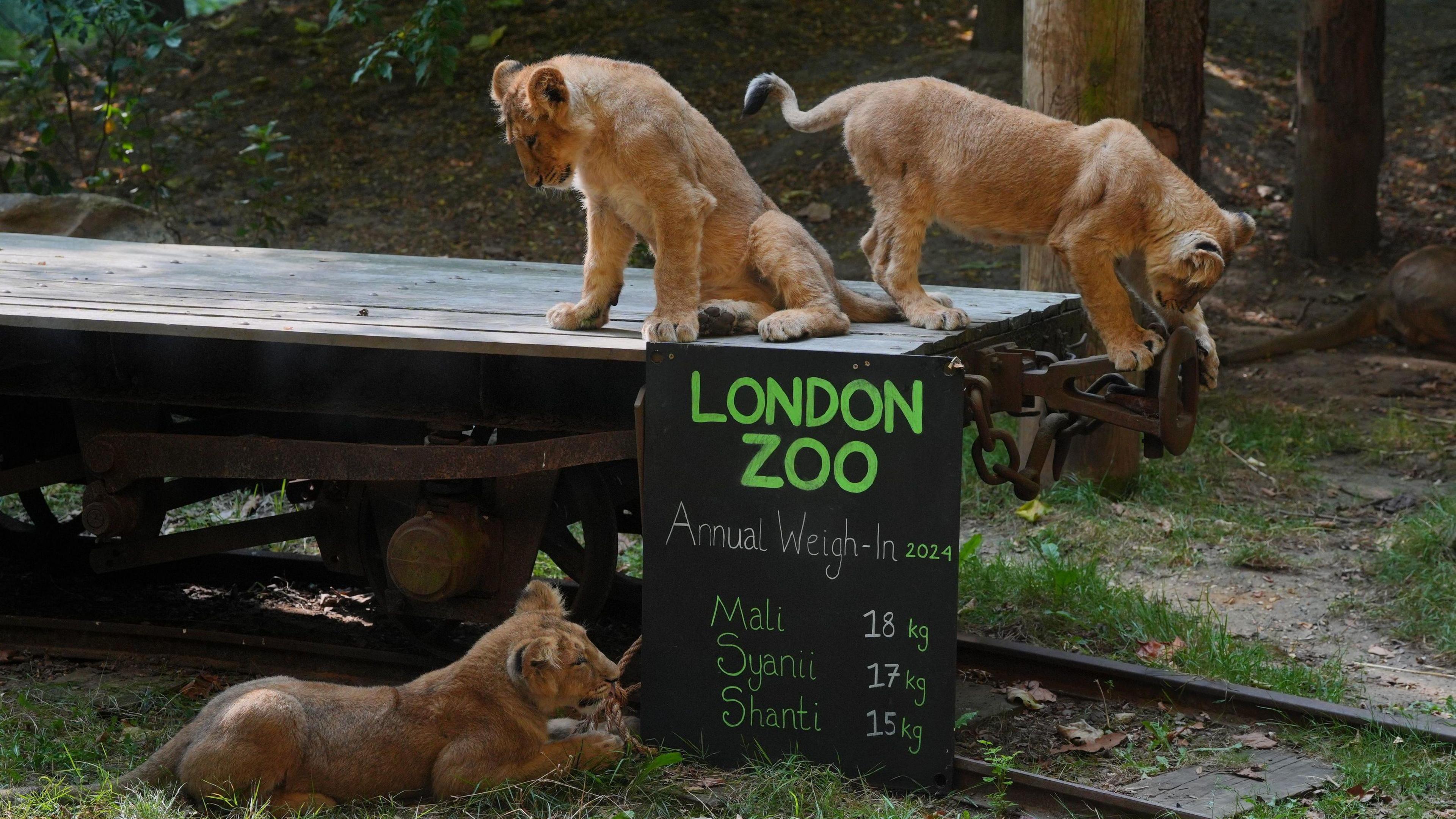 Lion cubs, Mali, Syanii and Shanti during the annual weigh-in at ZSL London Zoo.