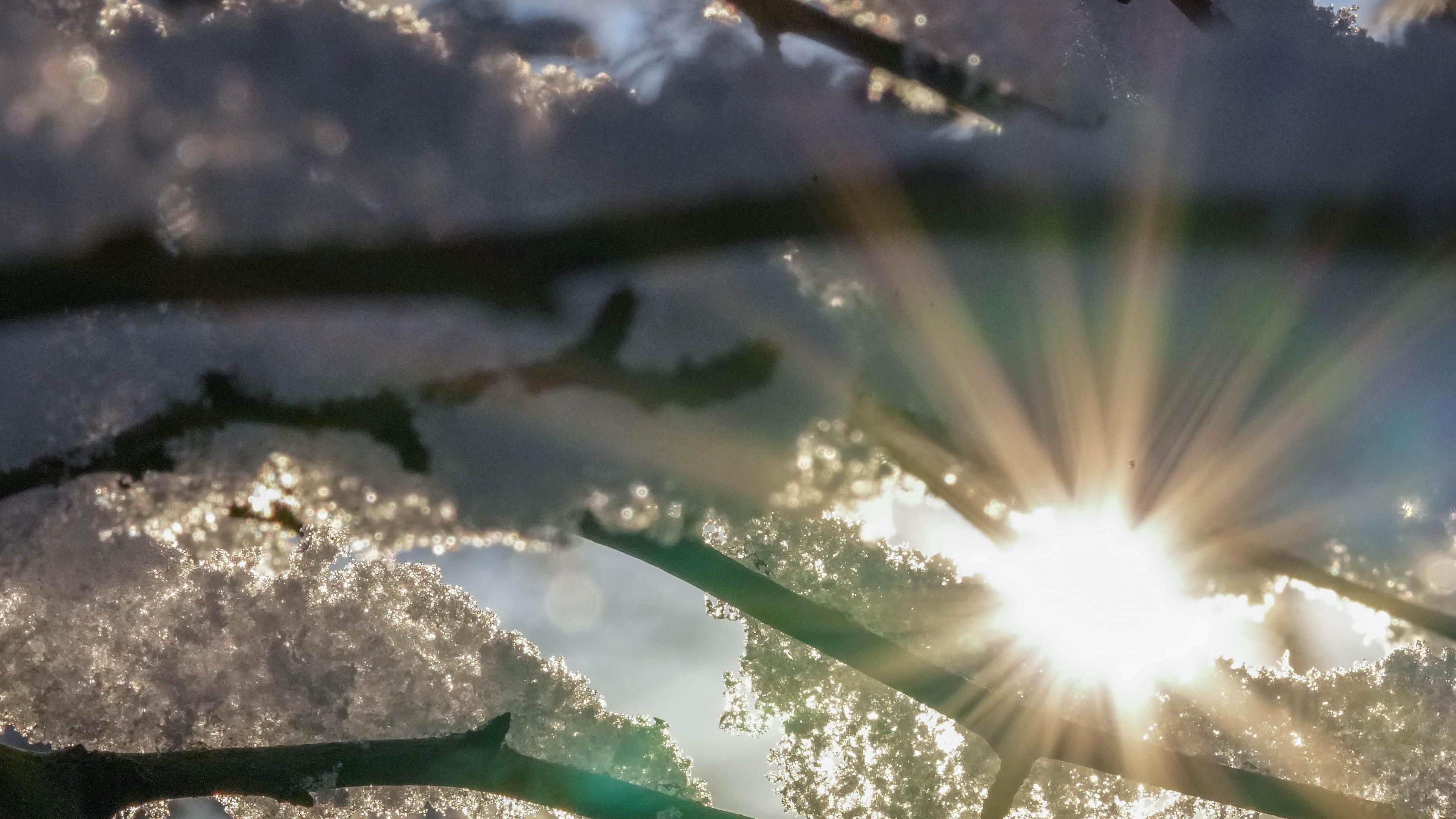 Sunlight shining through ice-covered branches