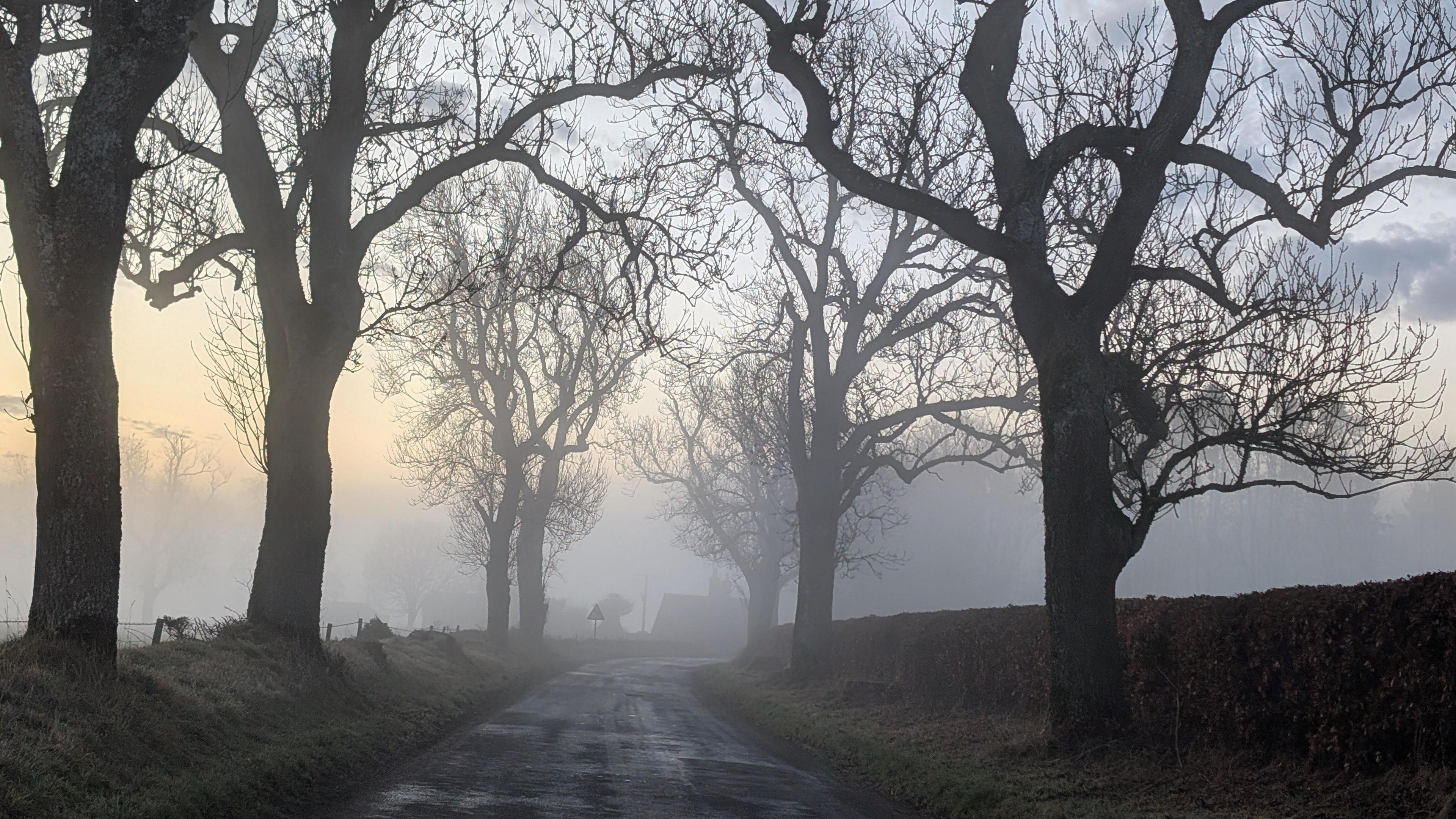 seven trees appearing through the fog. 