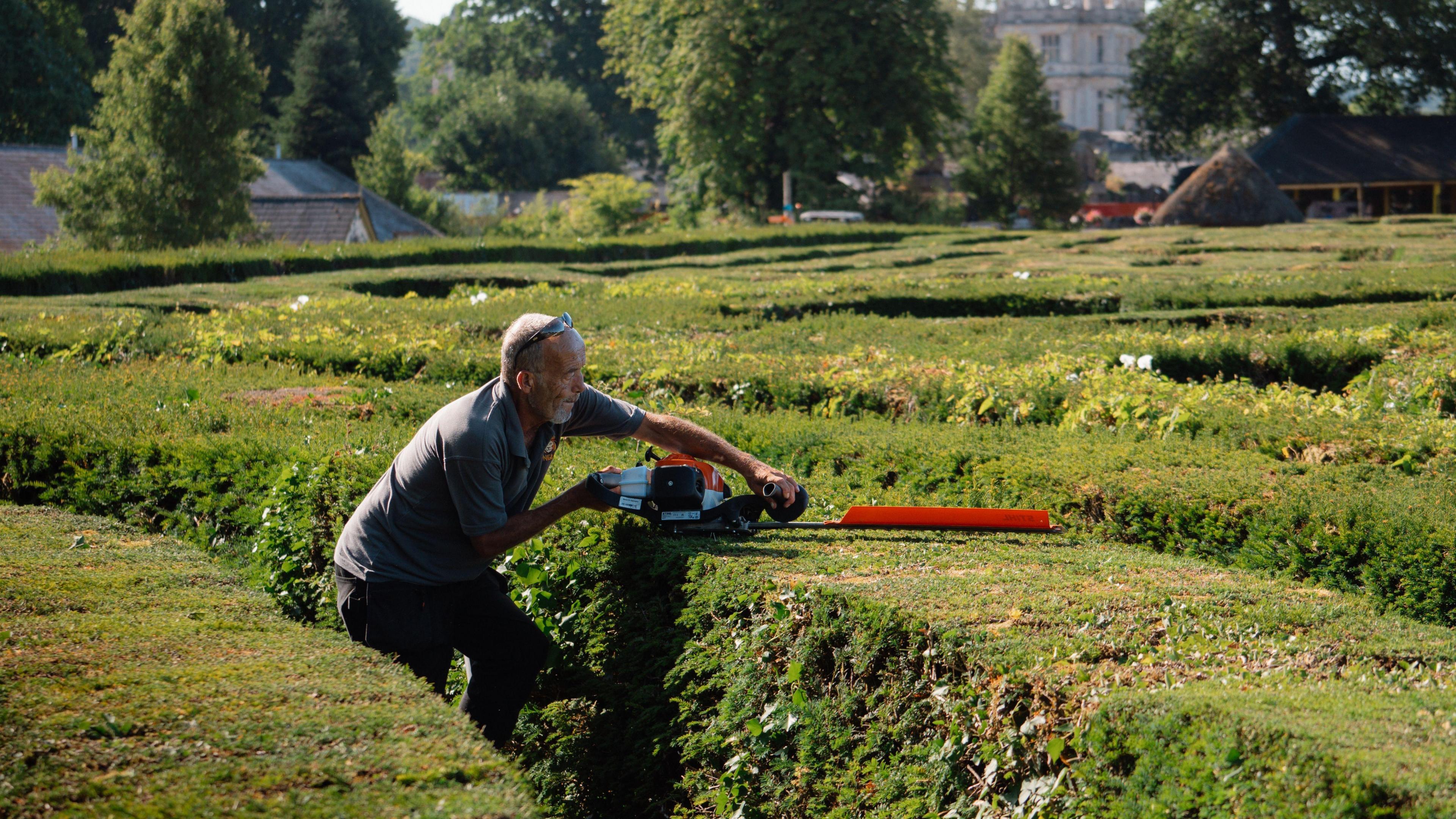A gardener with an electric hedge trimmer trims a section of hedge maze. The hedge is about waist height and his trimmer is level on the top of the hedge.