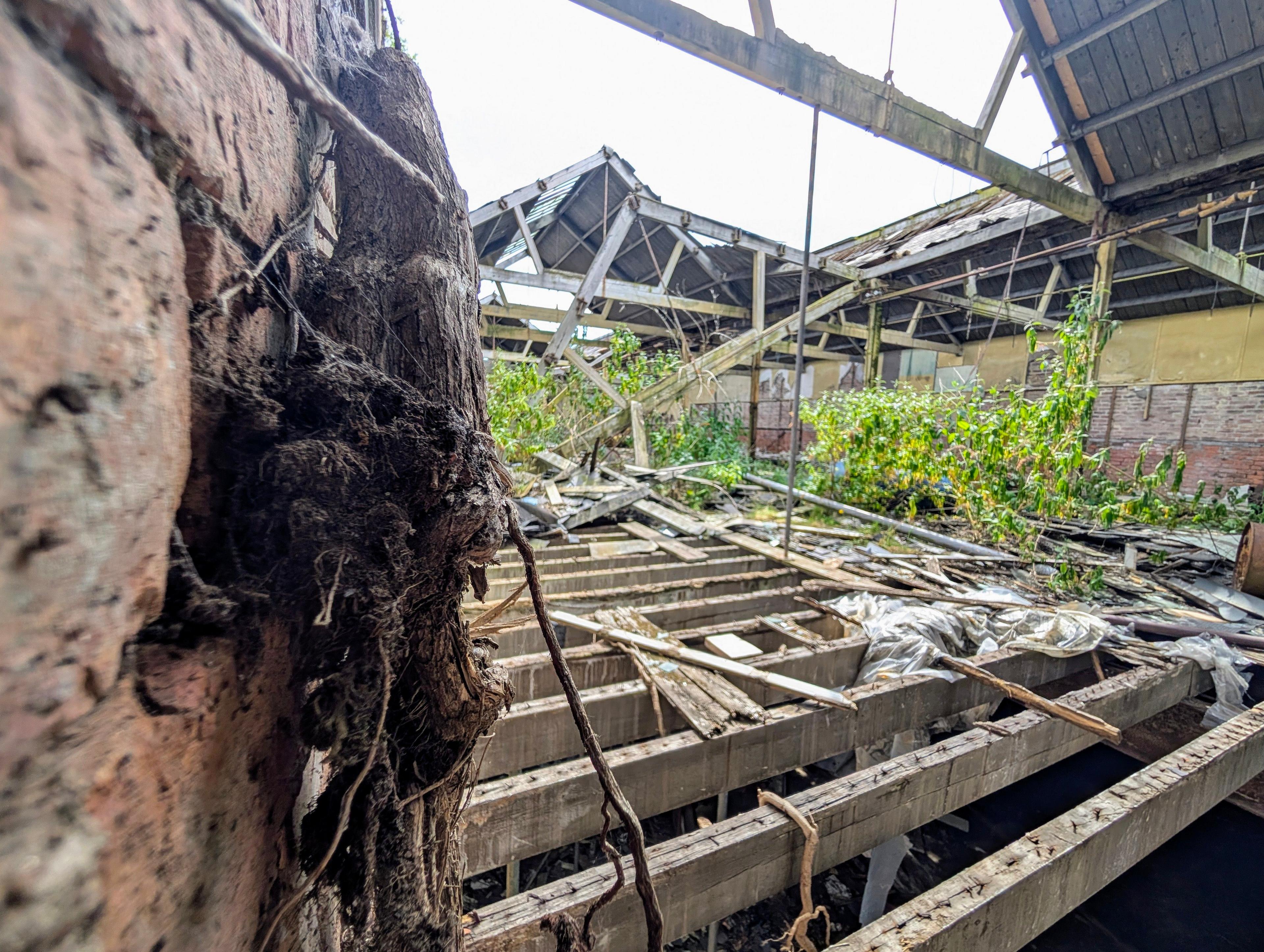 A section of an abandoned building with open wooden boards and plants springing out of walls