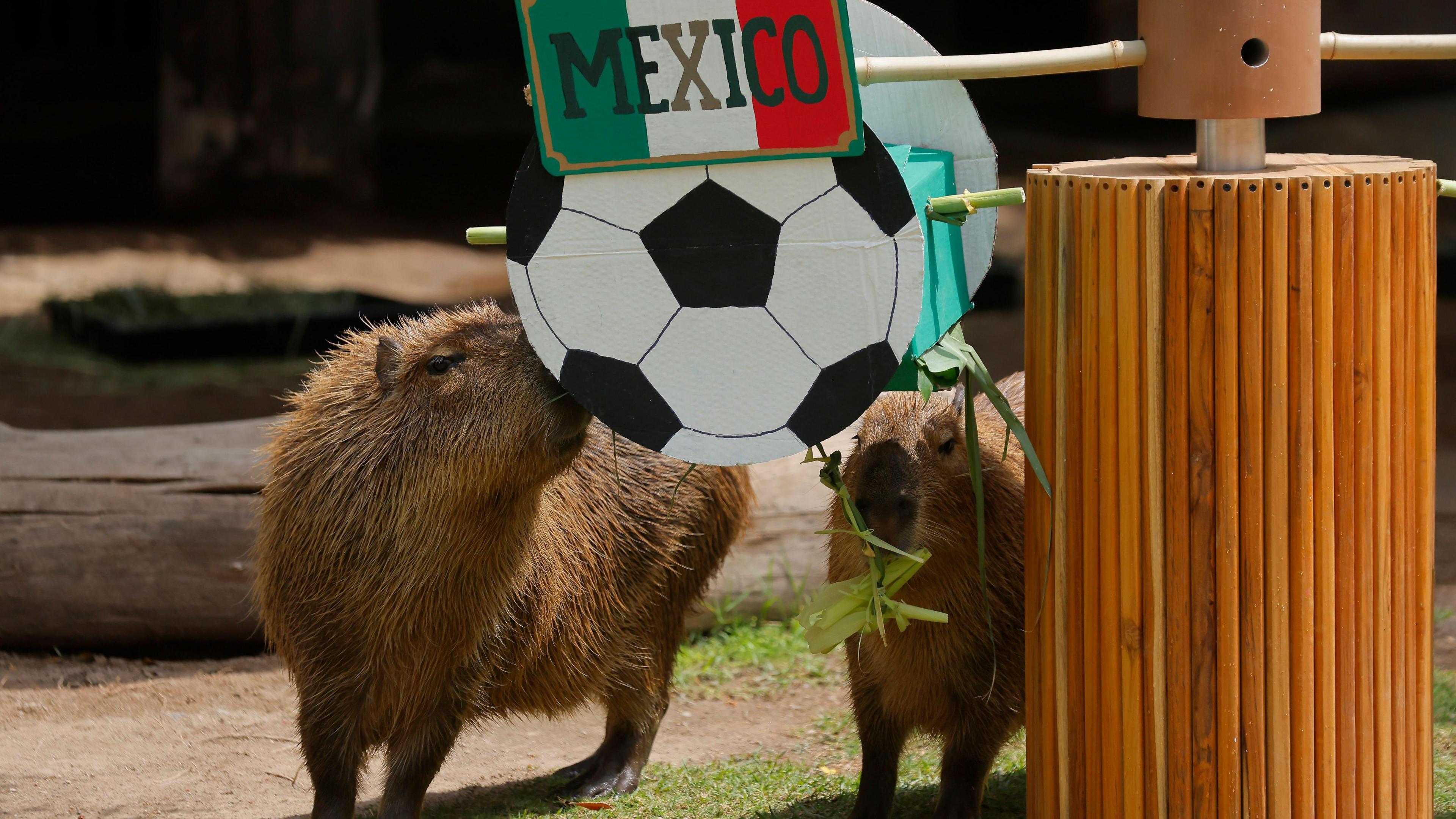 two capybaras nuzzling a cardboard sign saying Mexico.