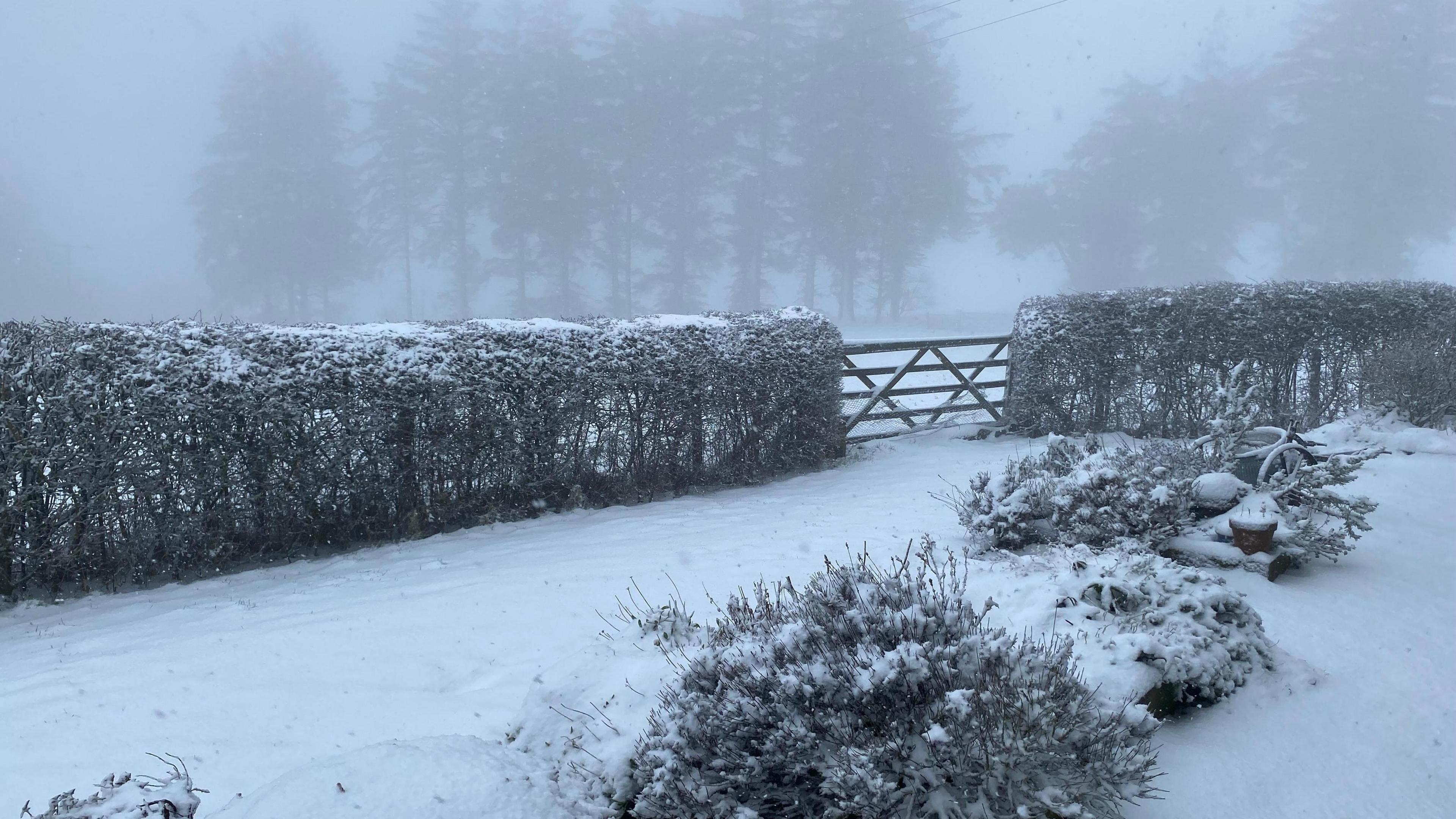 Snow in a garden