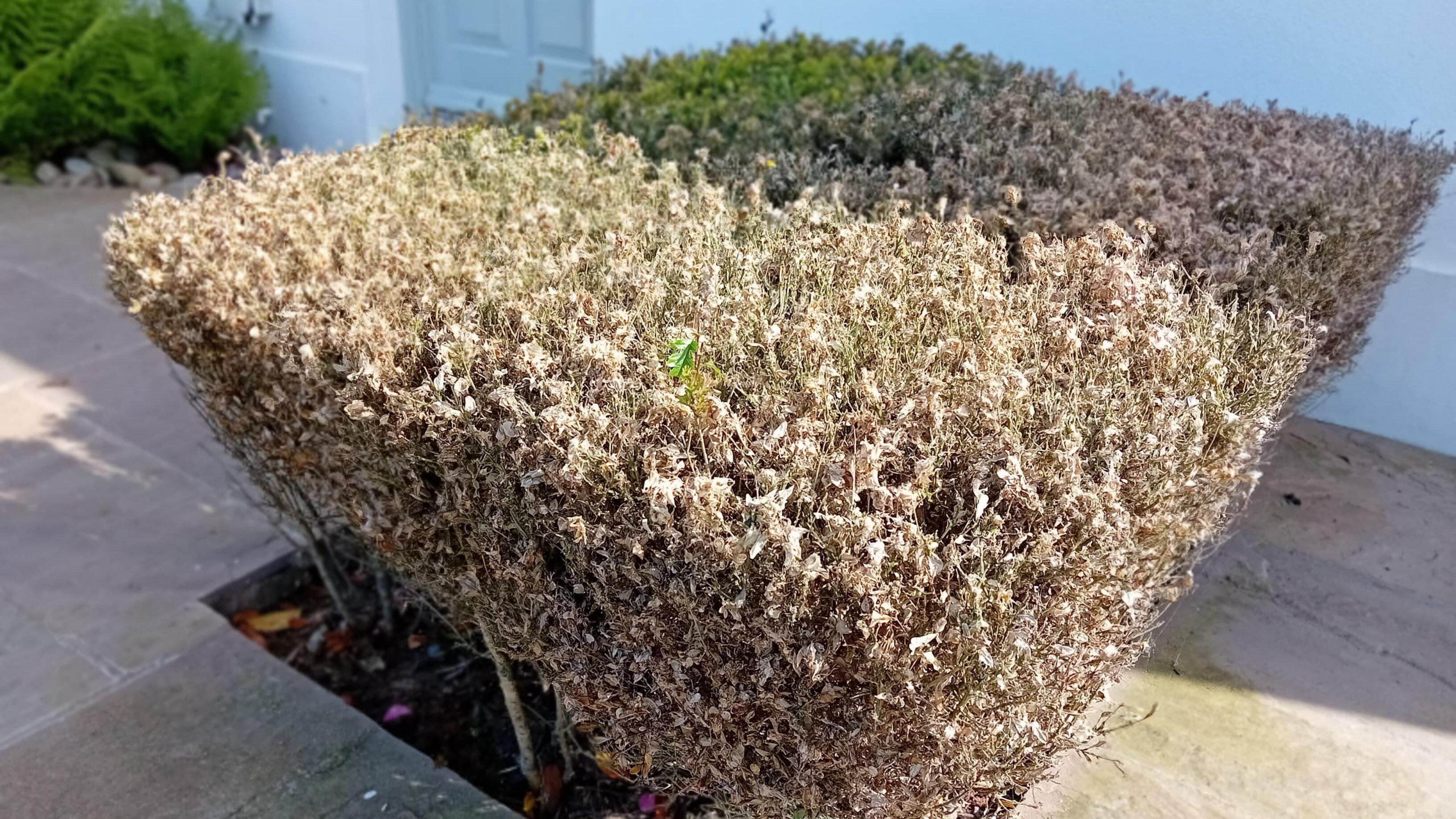 A box hedge with dead leaves