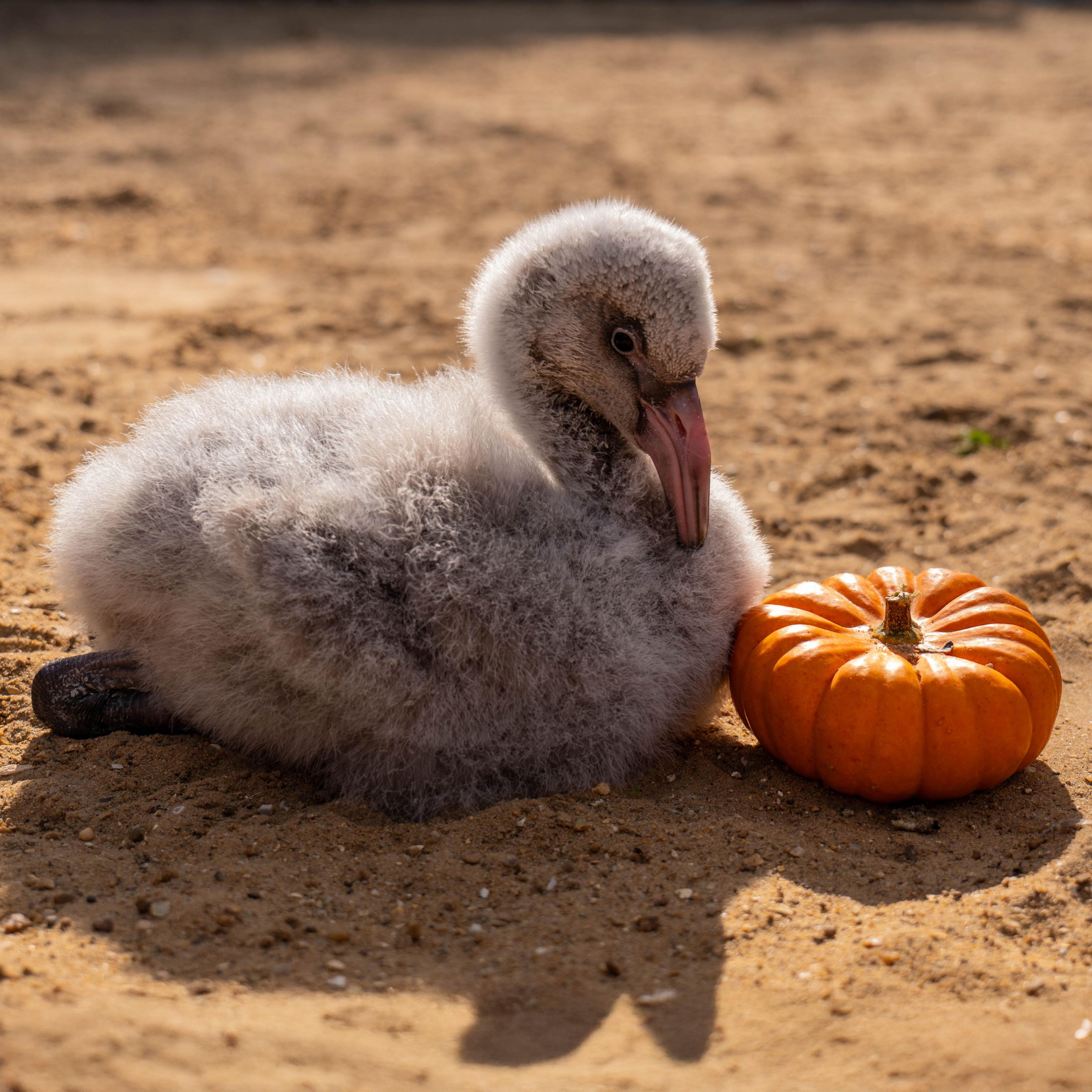 A fuzzy, grey Chilean flamingo chick, is lead next to a tiny pumpkin on the sandy ground.