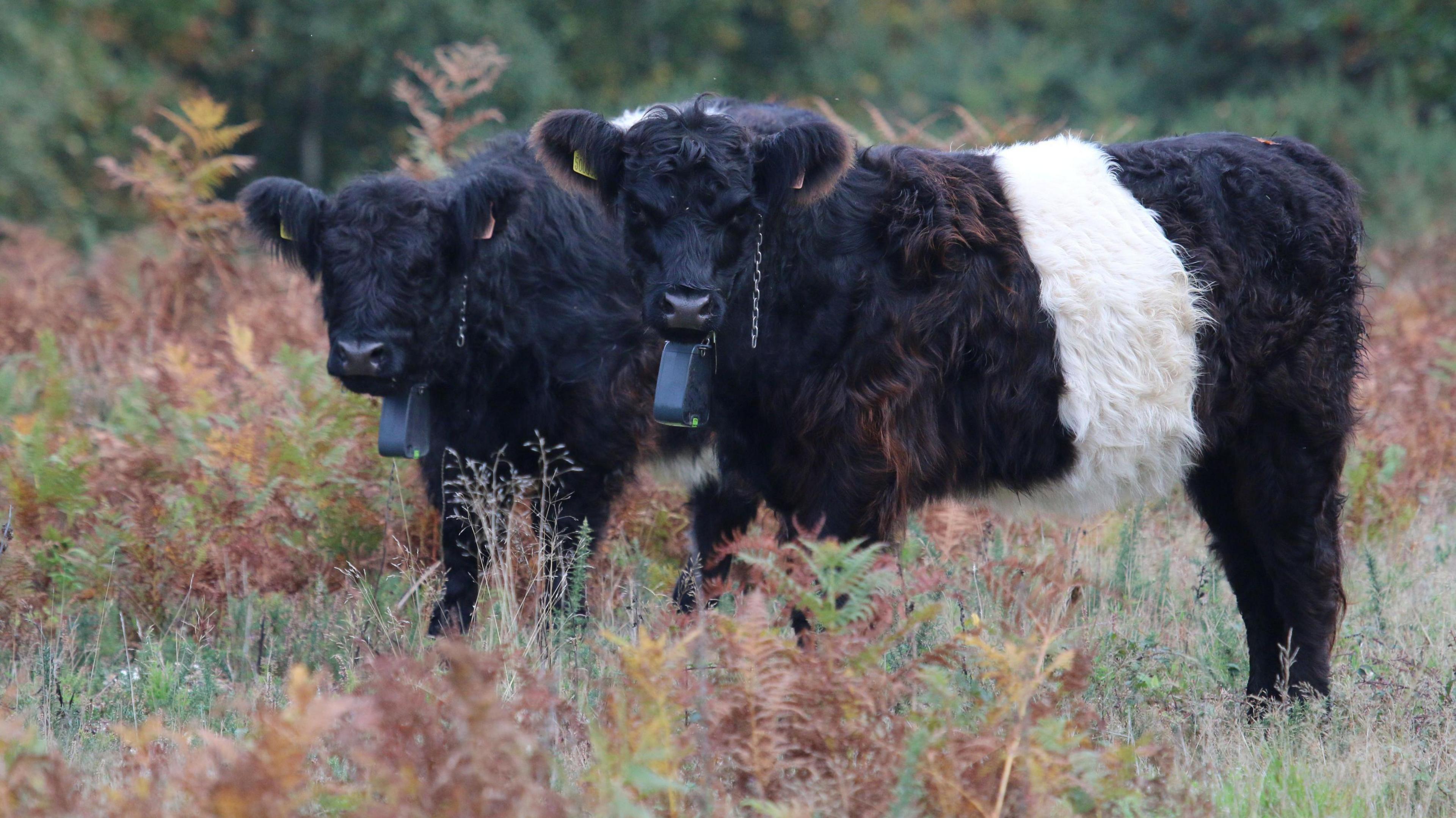 Two cows with dark brown coats with a broad white belt around their middle standing together on heathland.