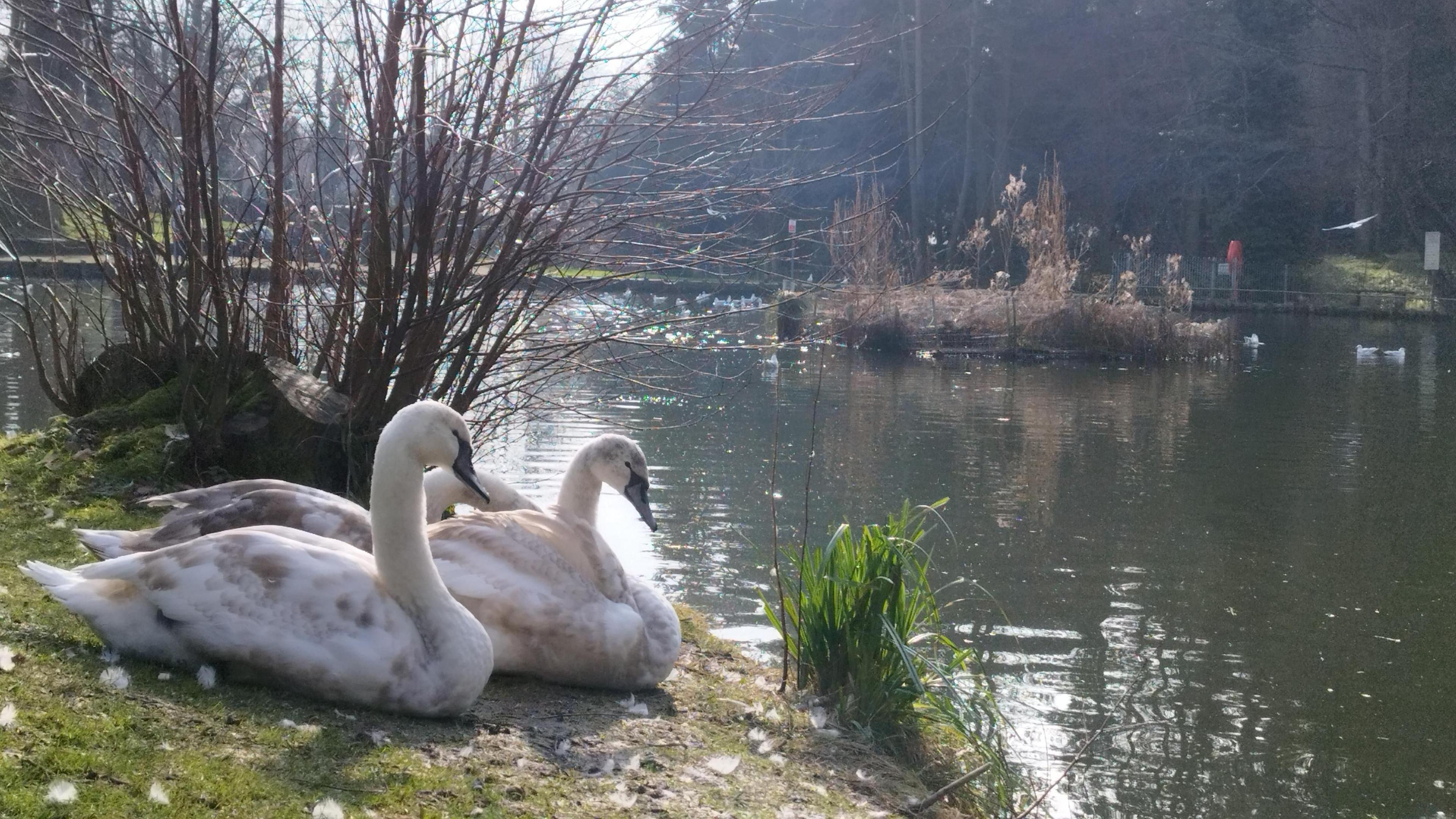 Three swans sit on a river bank on a sunny day. The water is calm and there are trees and reeds around the edge