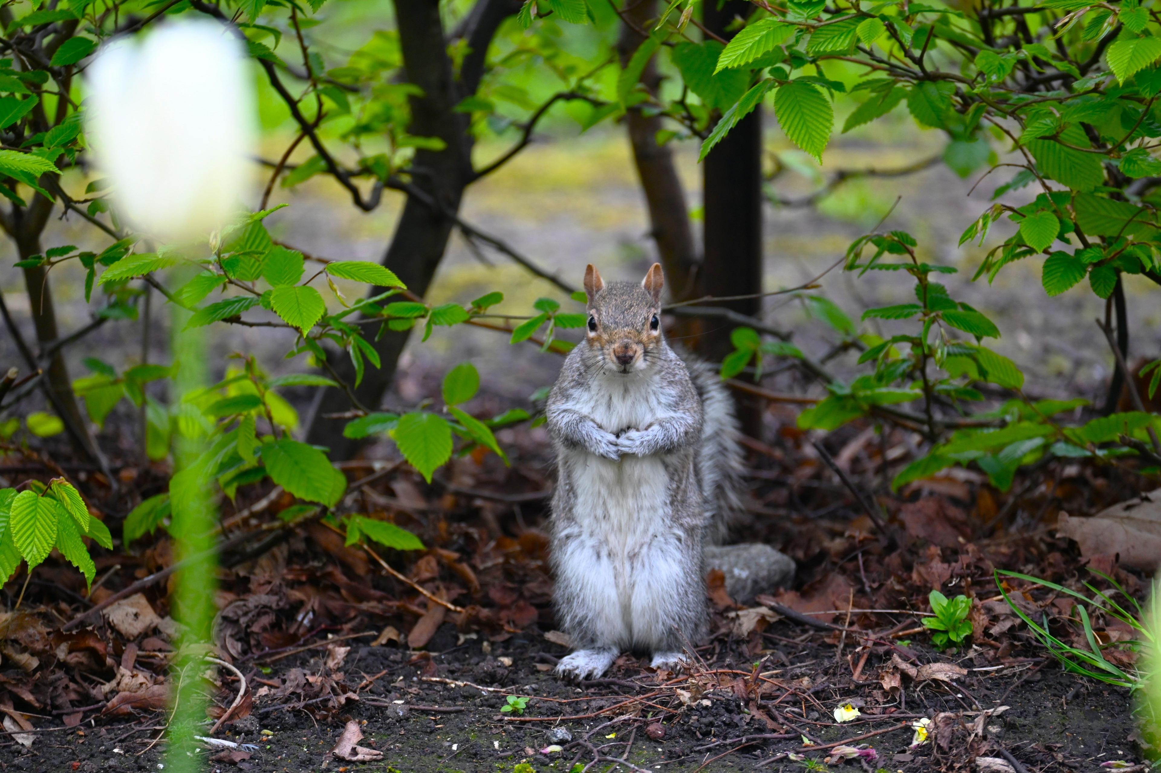 Squirrel standing with clasped hands below a bush