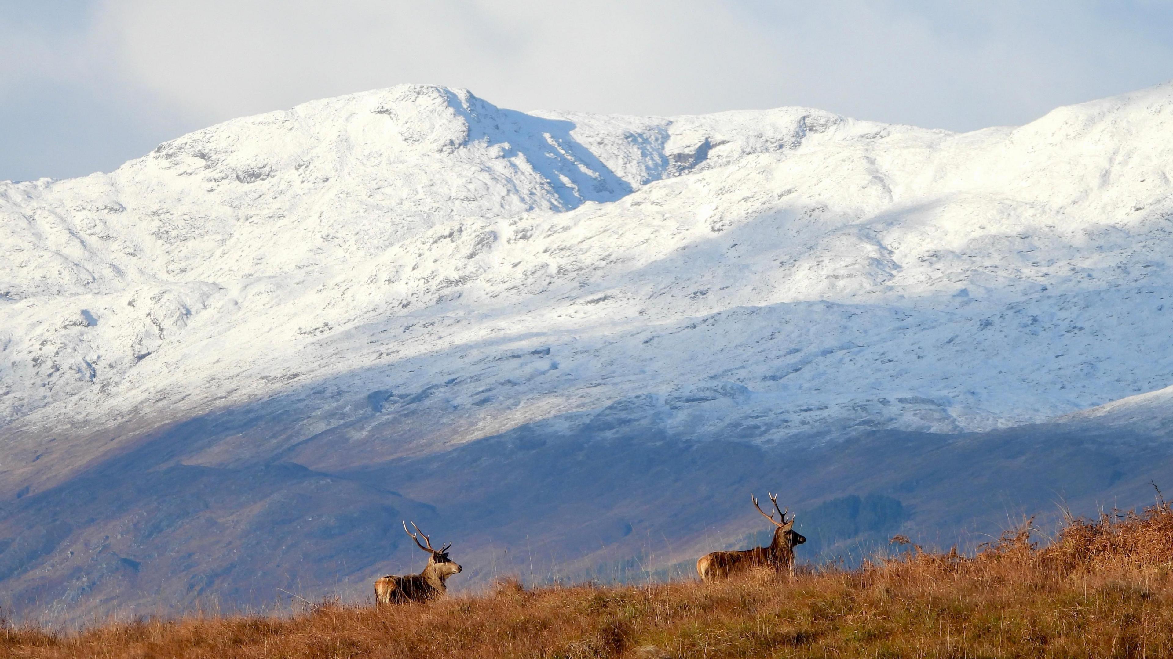 Stags in the foreground with a snow-covered mountain in the backdrop