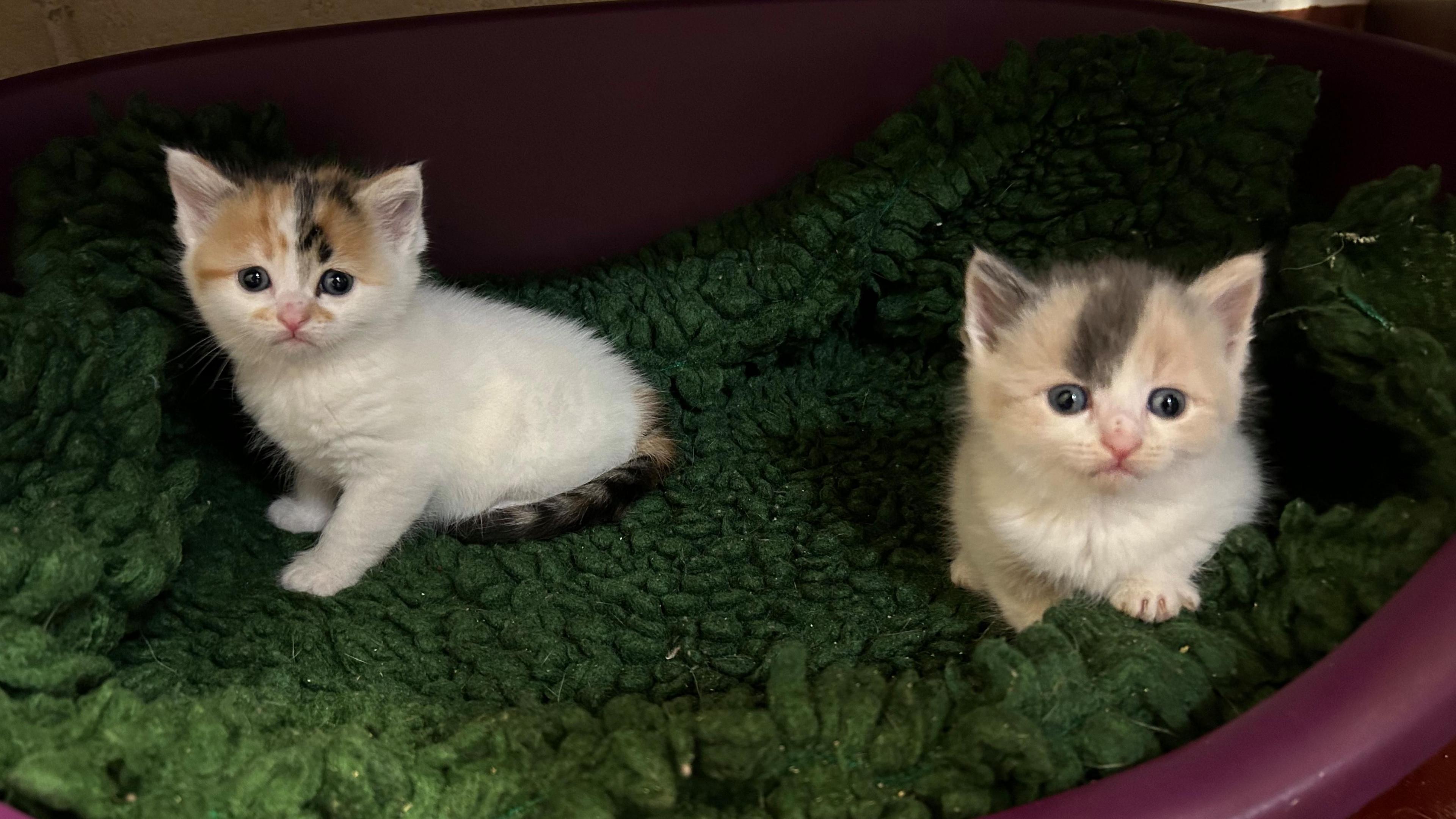 Two kittens with white bodies and tortoiseshell heads looking at the camera