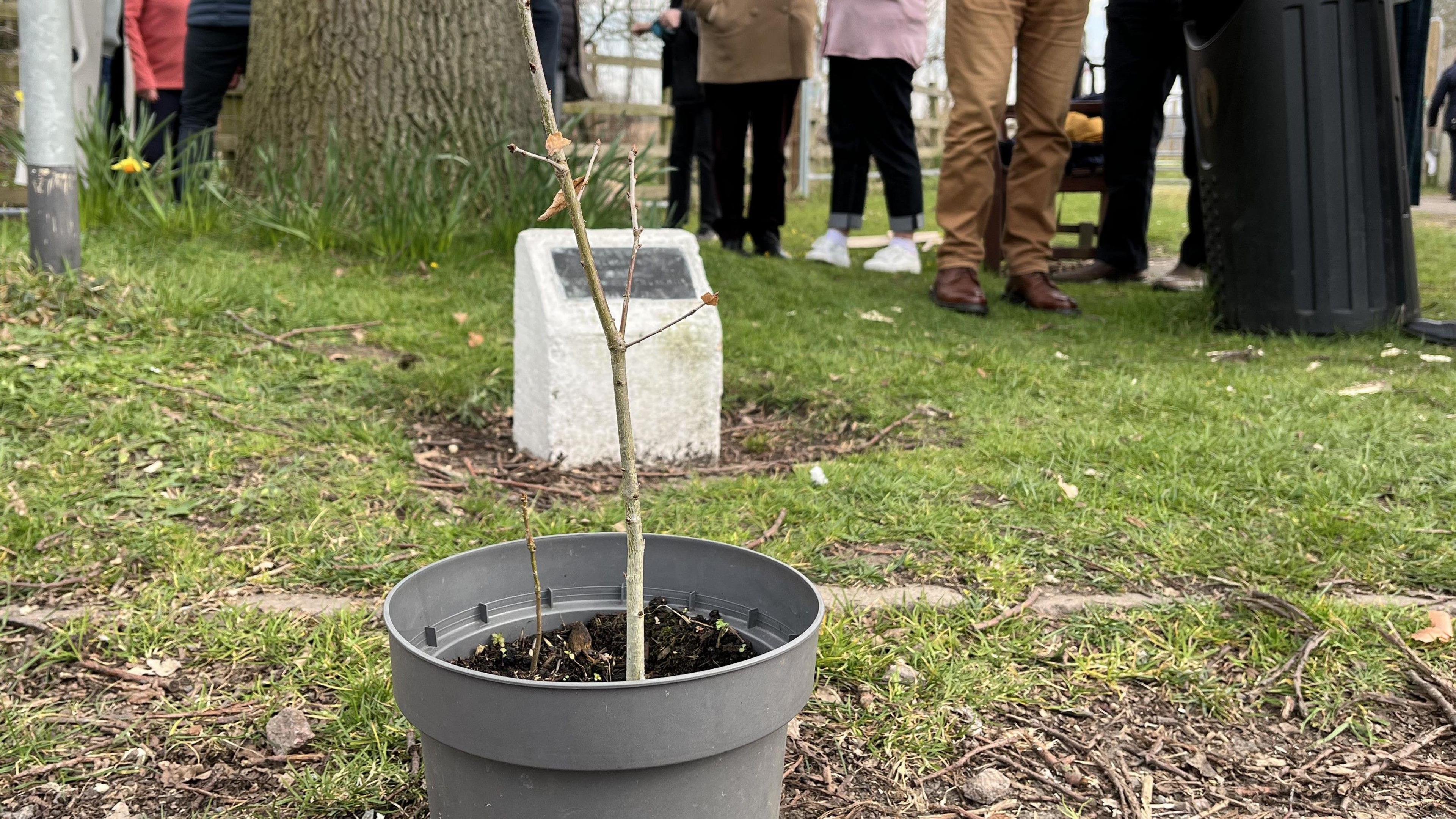 The sapling is in a pot infront of the tree and the commemorative plaque 