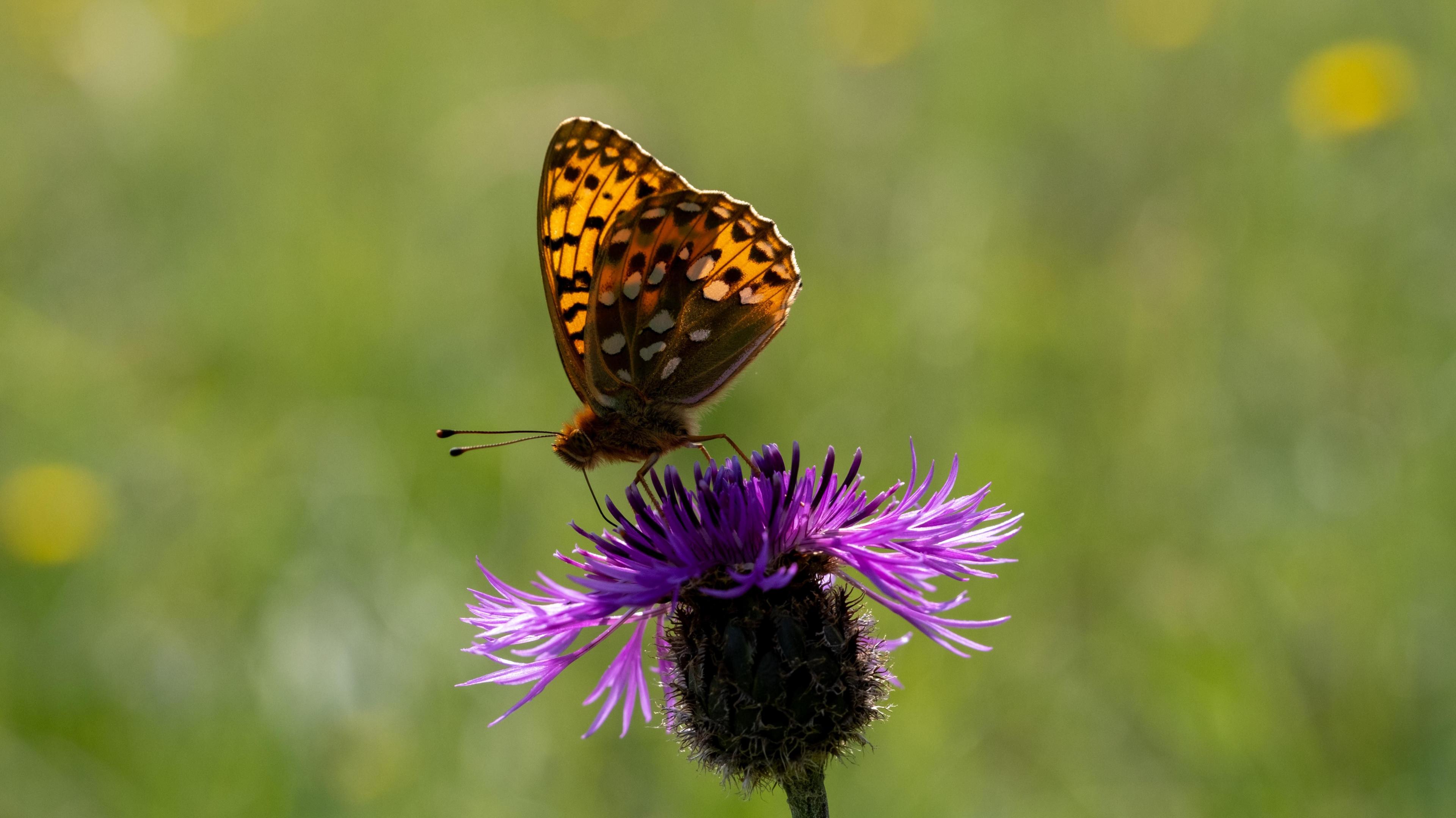 A Duke of Burgundy butterfly , which has yellow wings dotted with cream and balck and a fuzzy red body is feeding on a purple flower.