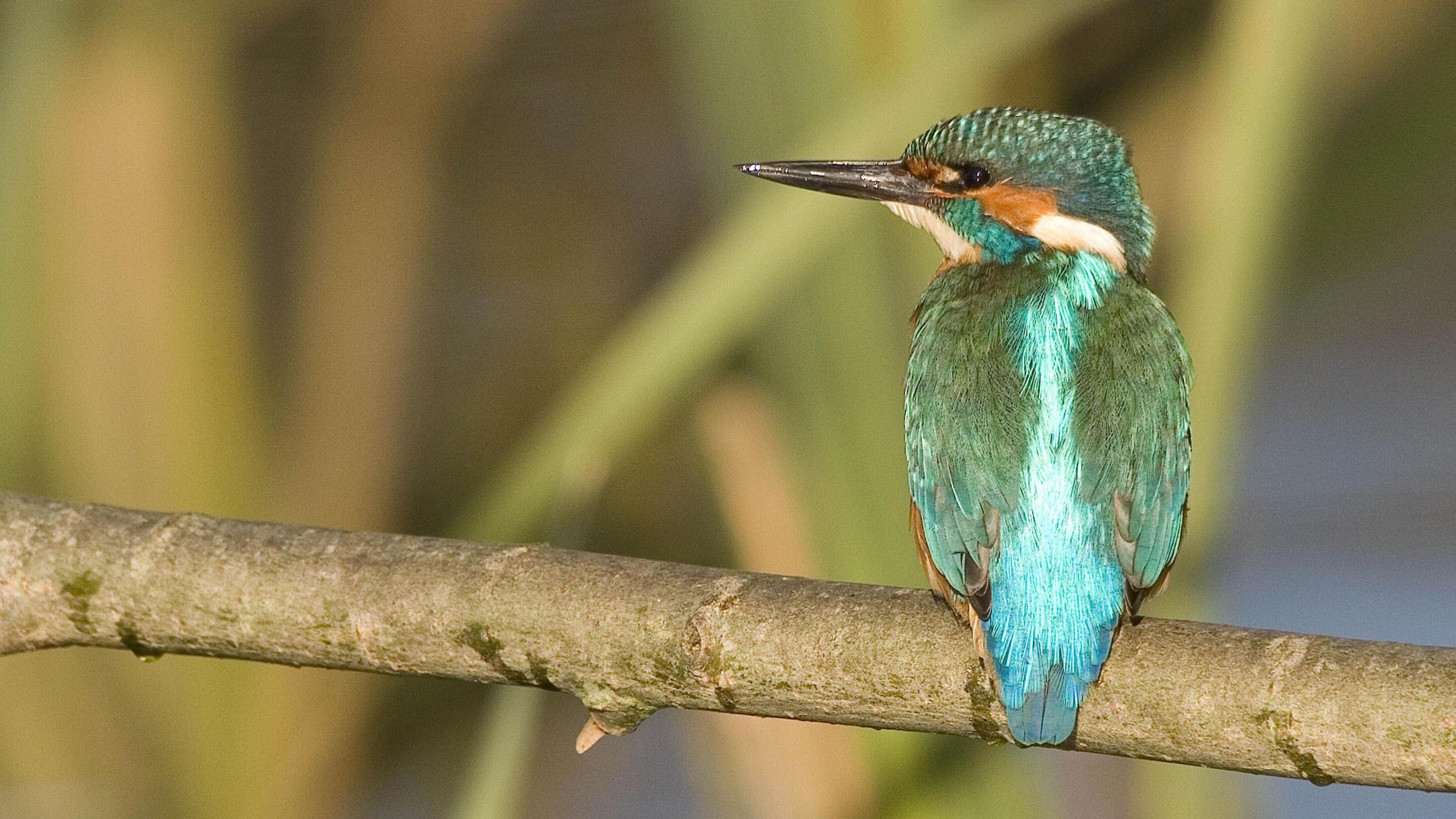 A kingfisher - with shiny turquoise feathers and pointy beak - sits on a branch looking to the left
