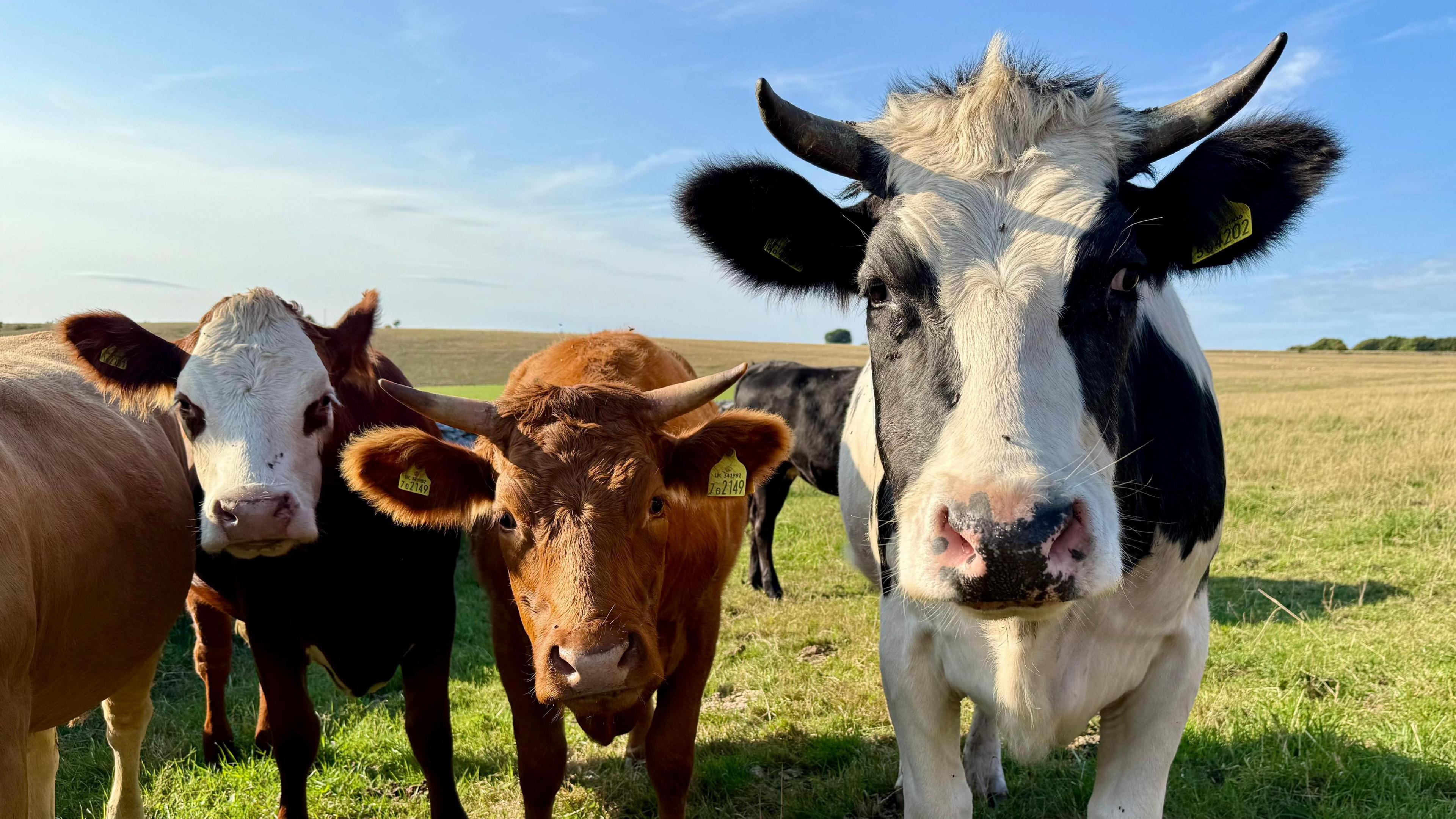Cows in a field in Somerset. Three of them are facing the camera. The cow on the left is white and brown. The cow in the middle is brown, has horns and has two yellow tags on its ears. The cow on the right is black and white. It also has horns and one yellow tag on its ear.
