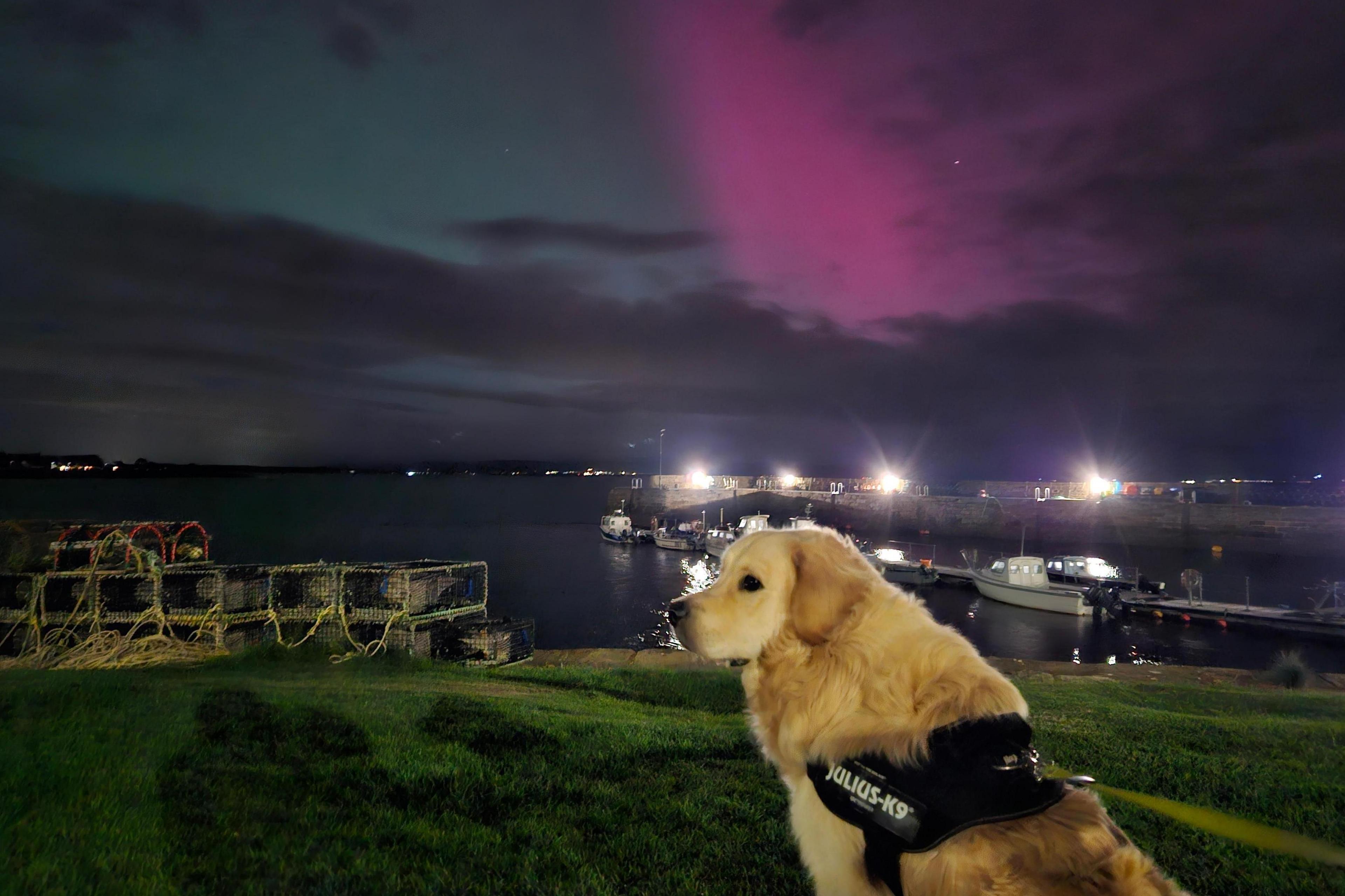 A golden retriever dog looks left as the aurora appears pink in the sky beyond.