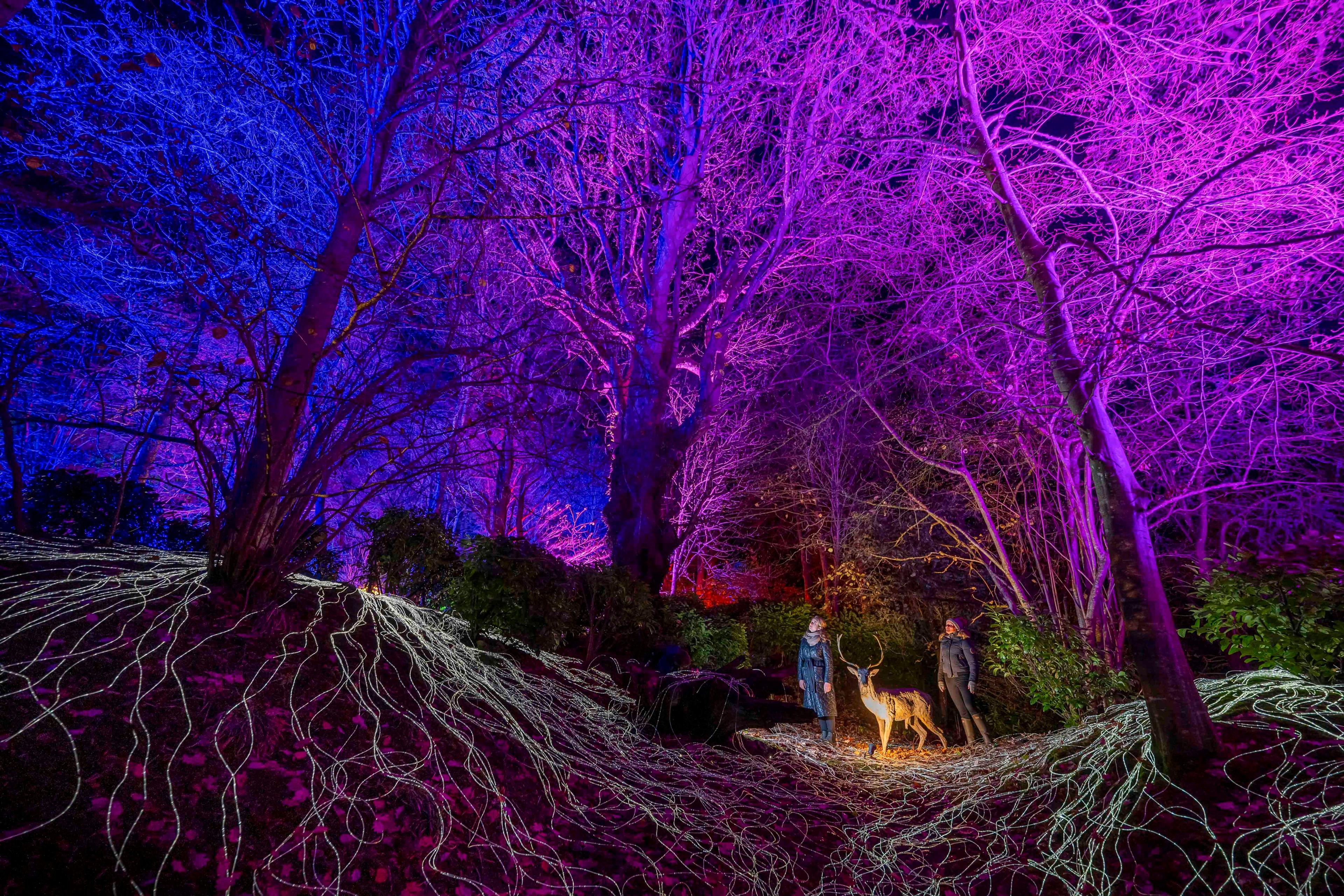 Two people stand in a purple-lit forest next to a light feature which looks like a deer