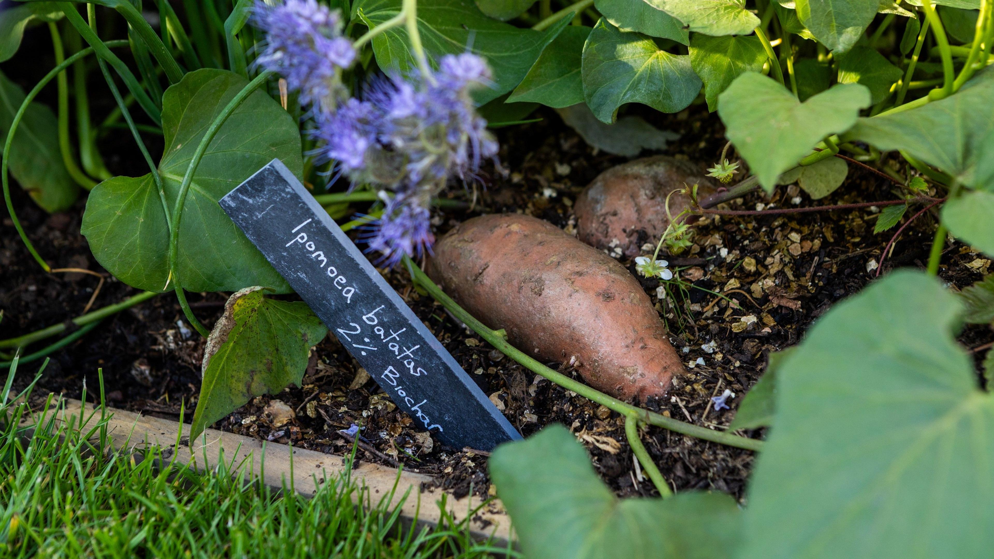 Two sweet potatoes in a flower bed surrounded by the green leaves of plants.