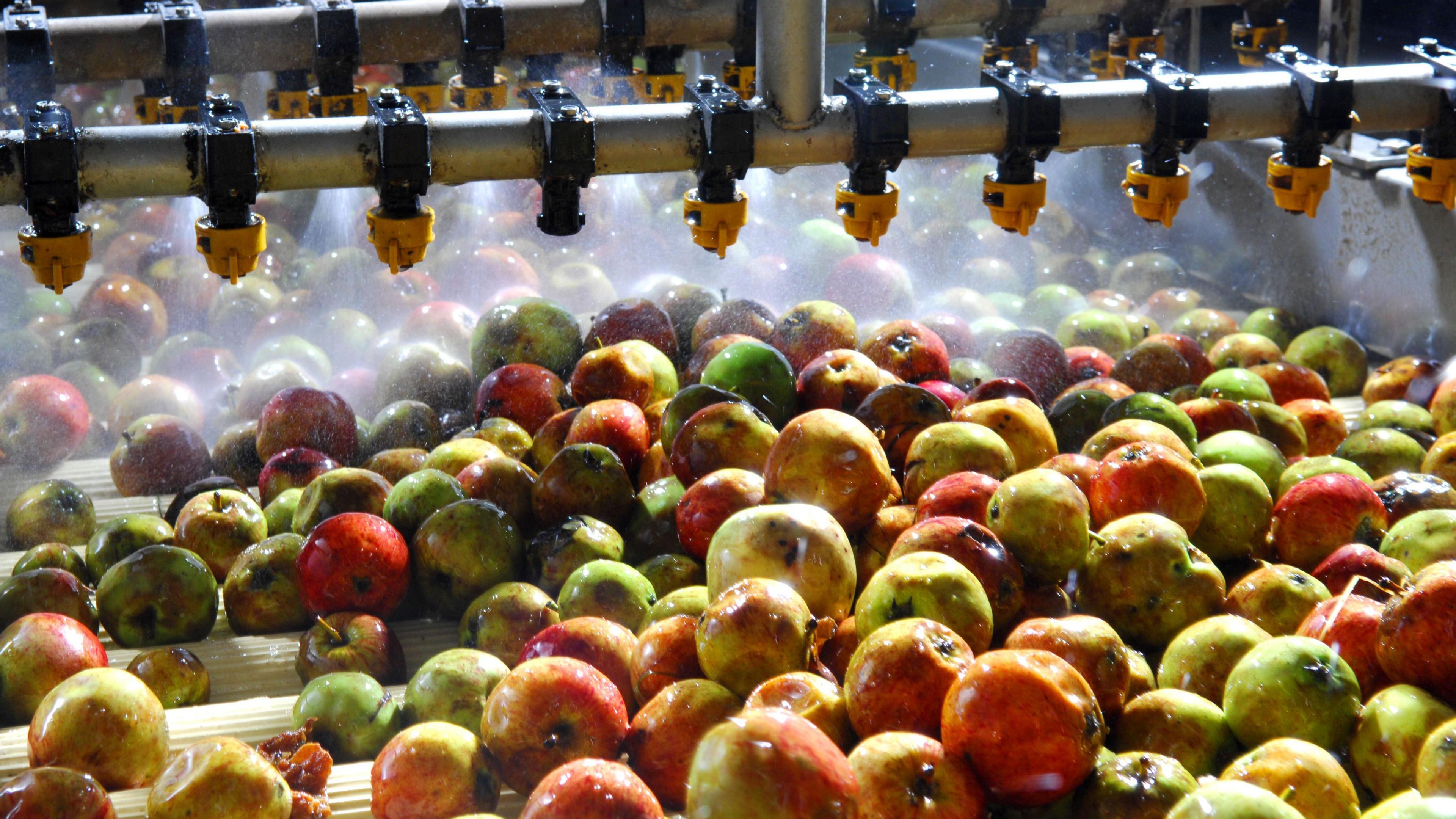 Apples are laid underneath nozzles ready to be cleaned. 