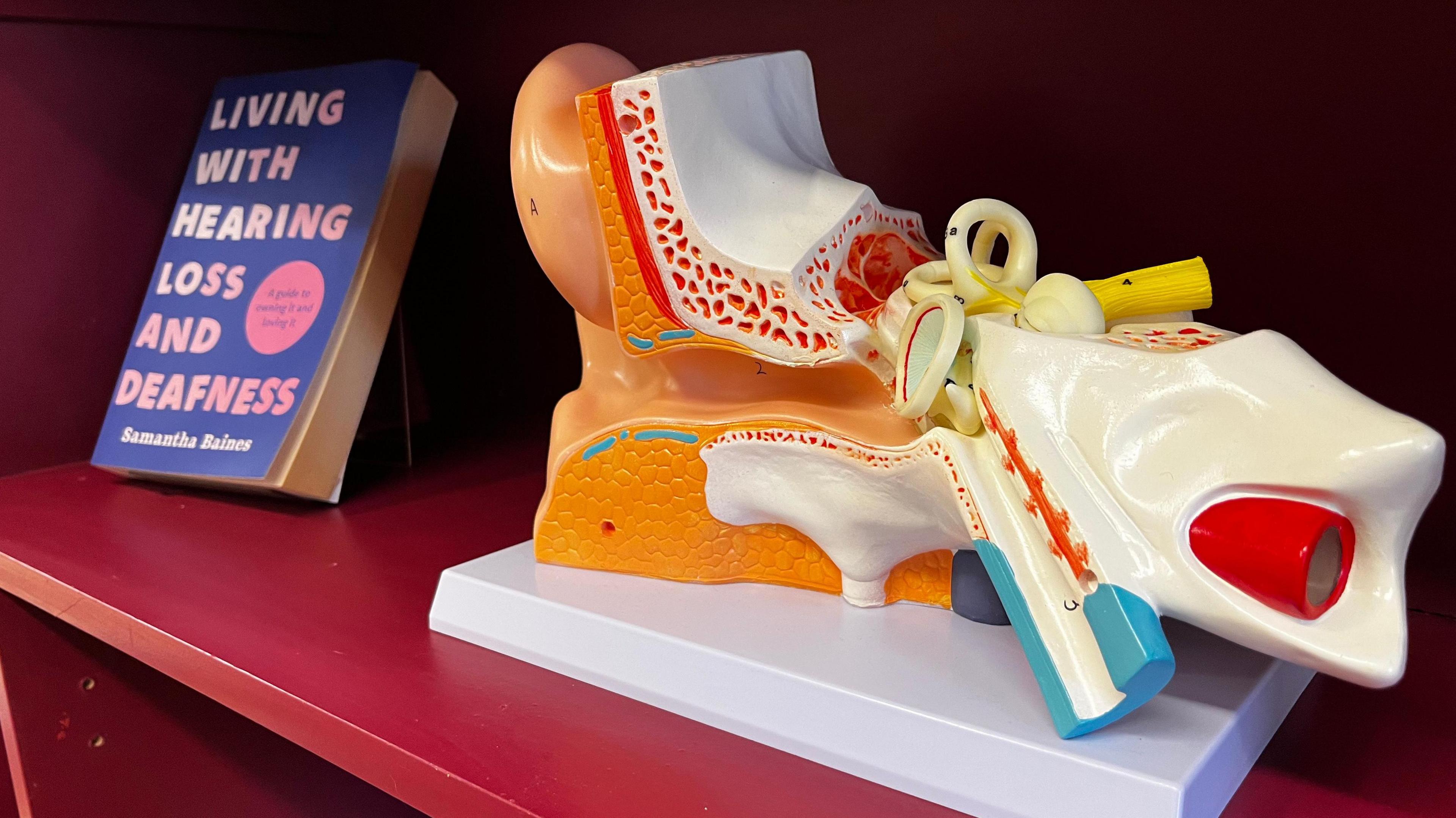 A shelf with a book and a plastic figure showing the anatomy of an ear on it.