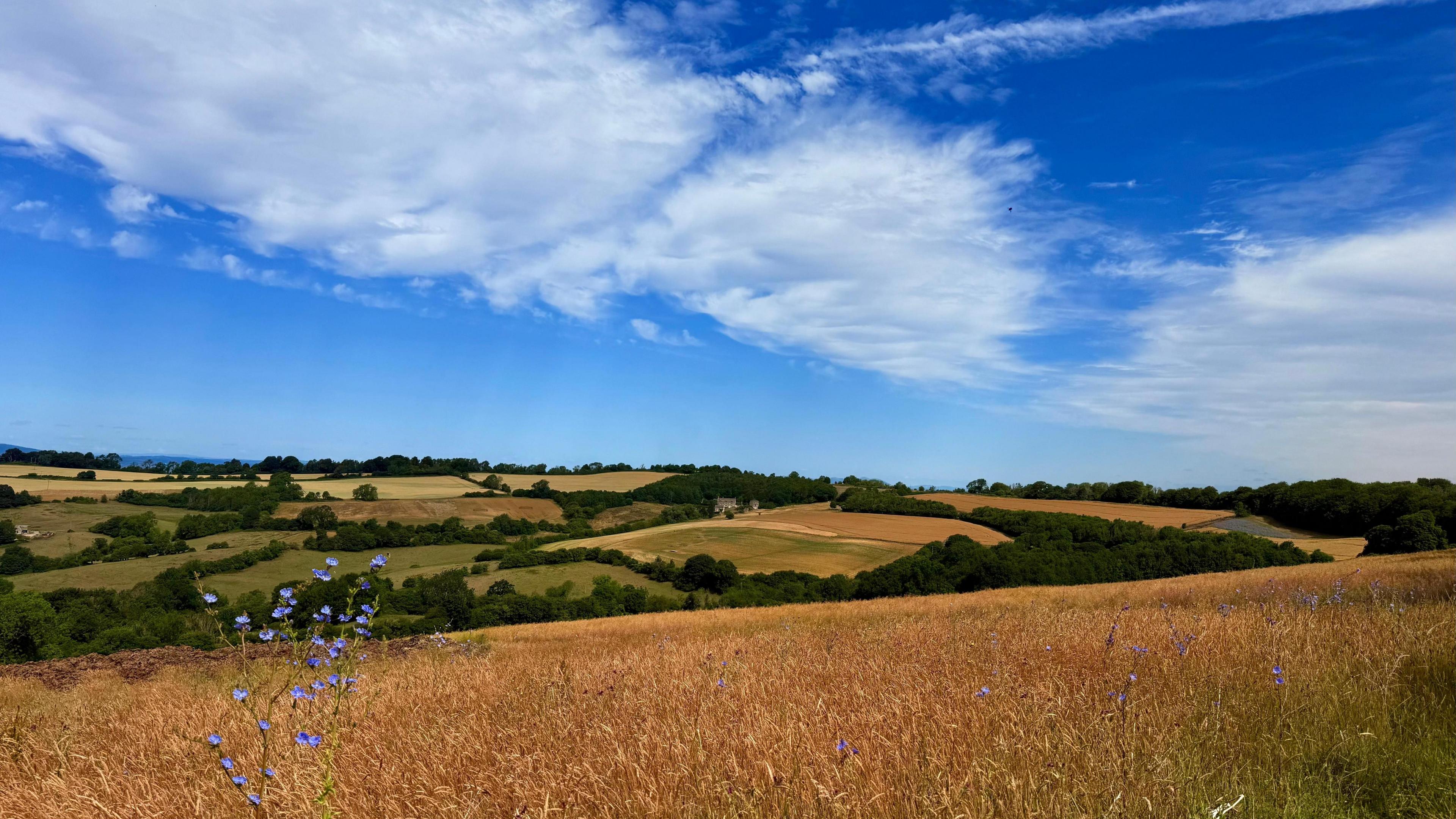 Orange-looking grass with a splash of purple from a growing flower and rolling hills and blue sky