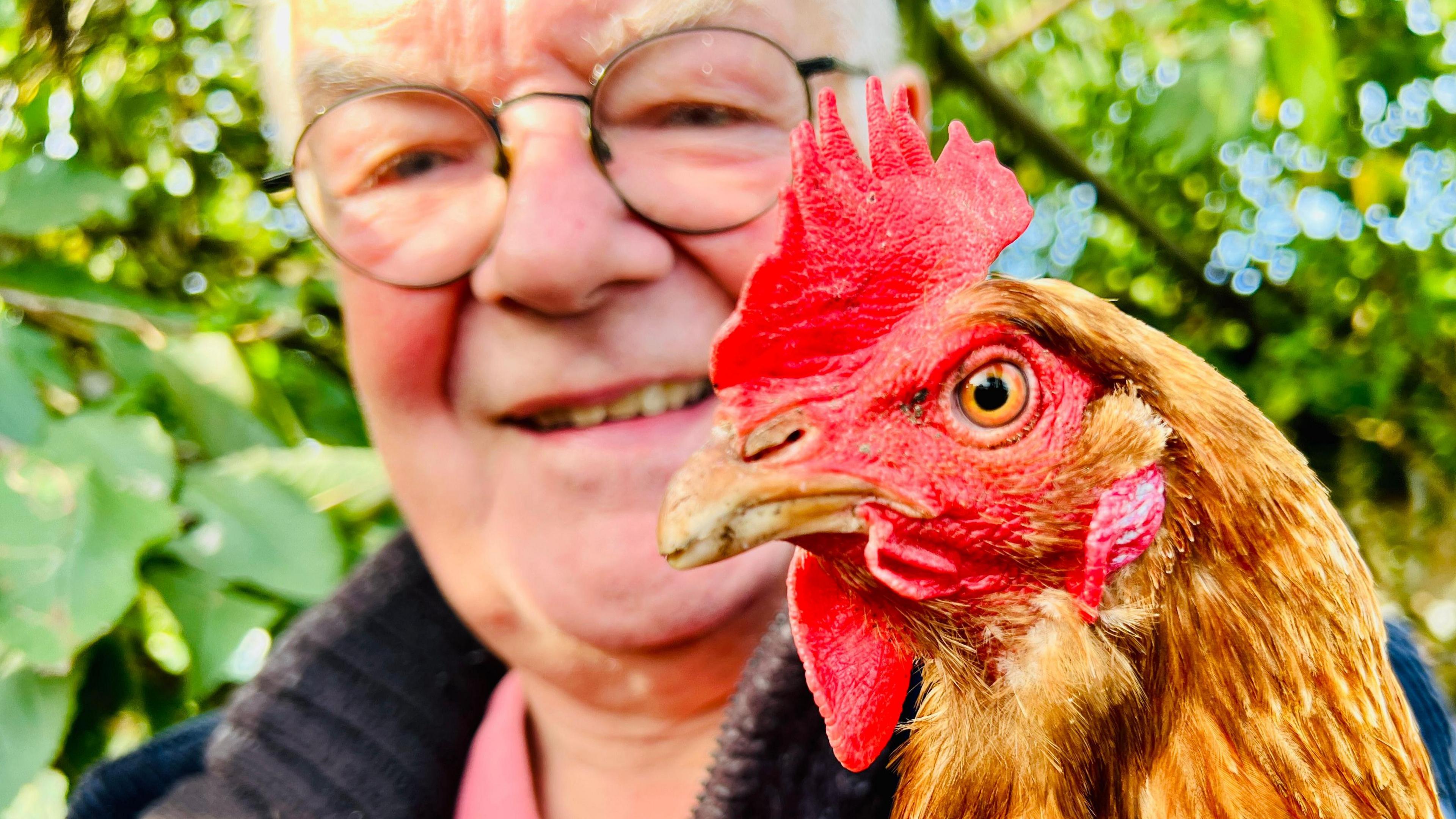 A close-up of hen with brown feathers and a red crest. Its owner, a man who has white hair and round glasses, can be seen in the background, slightly out of focus.