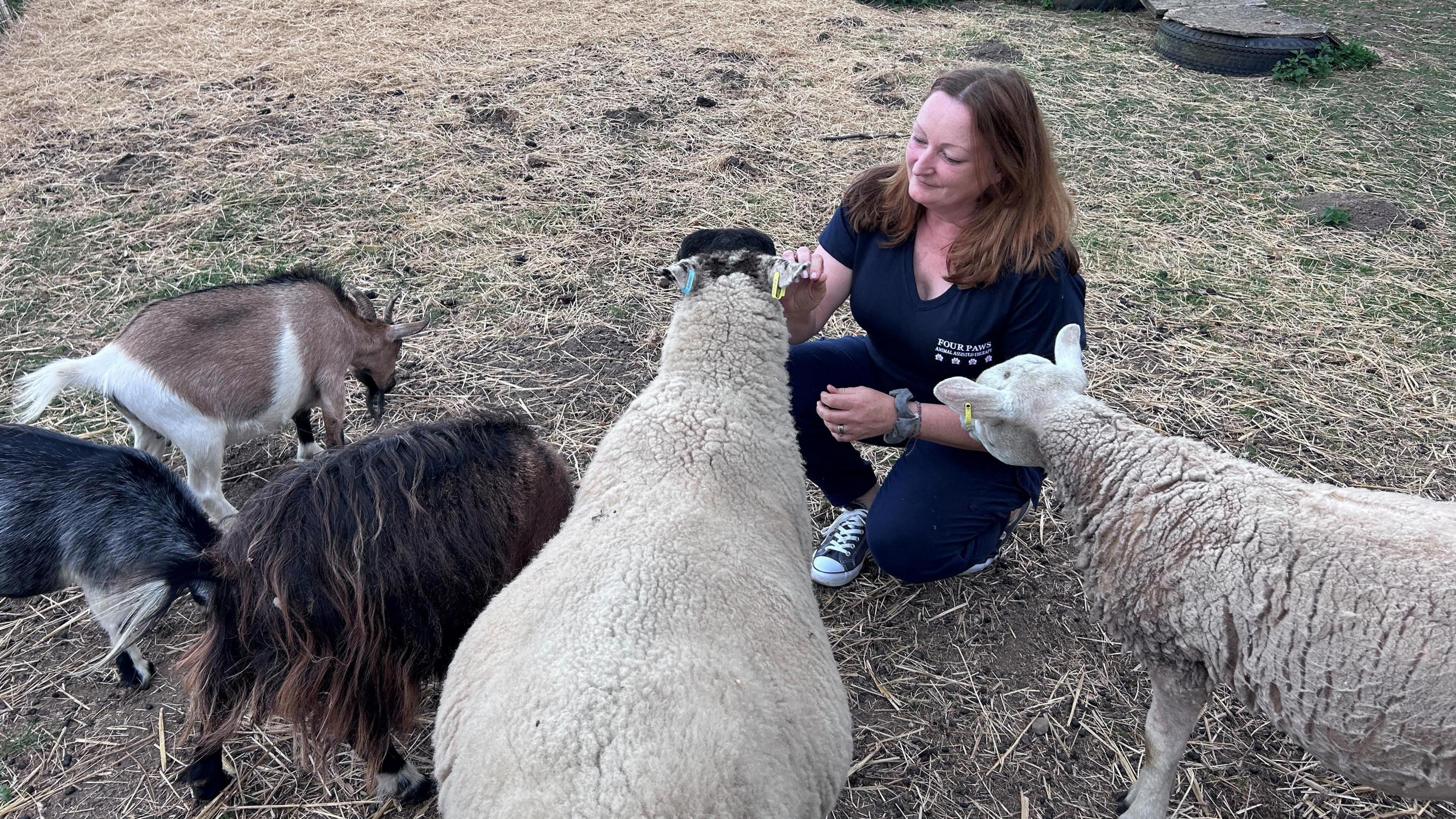 Woman in field crouched down hand-feeding a sheep, surround by more sheep and goats. 