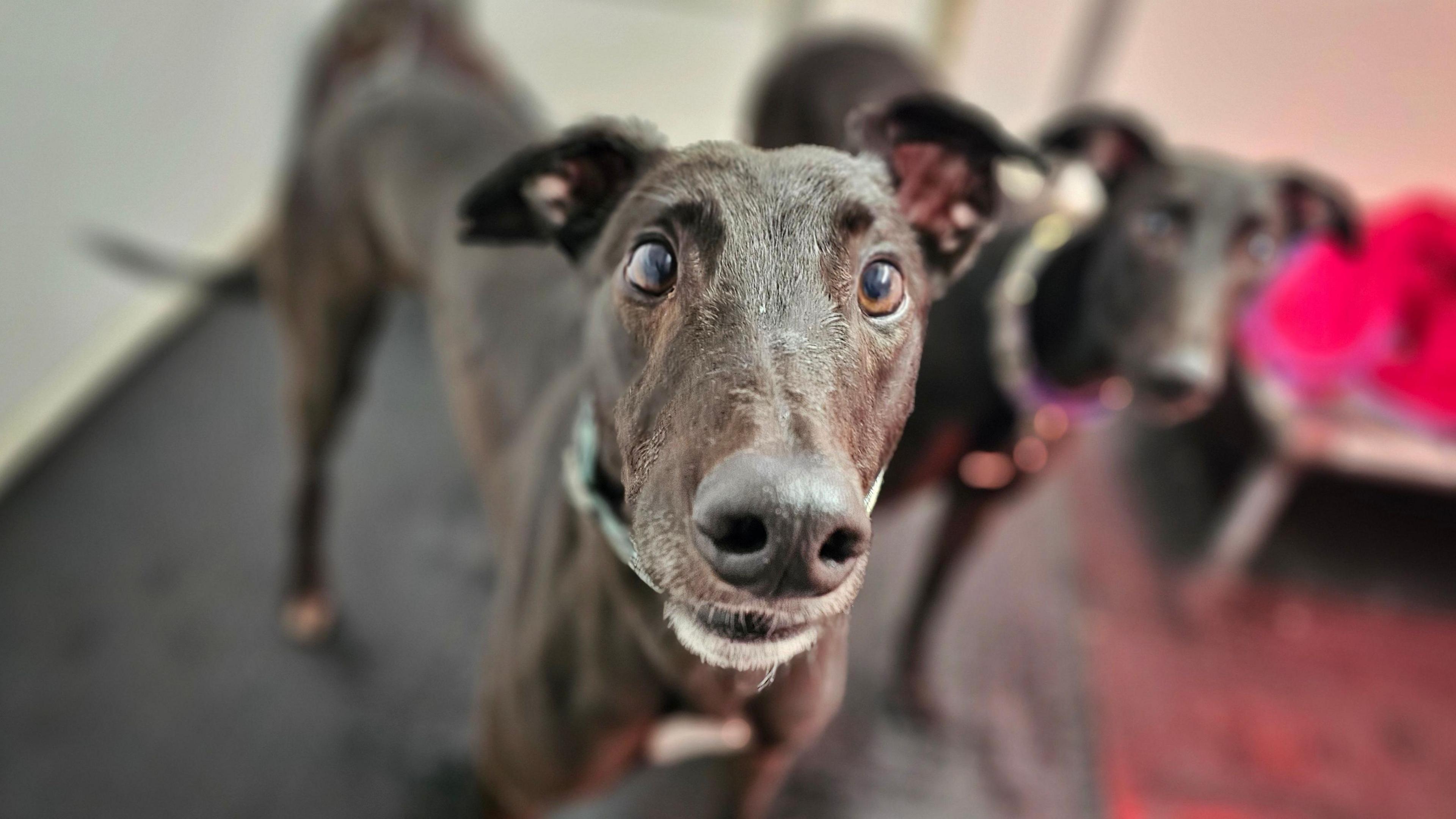 A dark brown greyhound looks directly into camera, with big black nose and round brown eyes, another dog stands by him out of focus in the background.