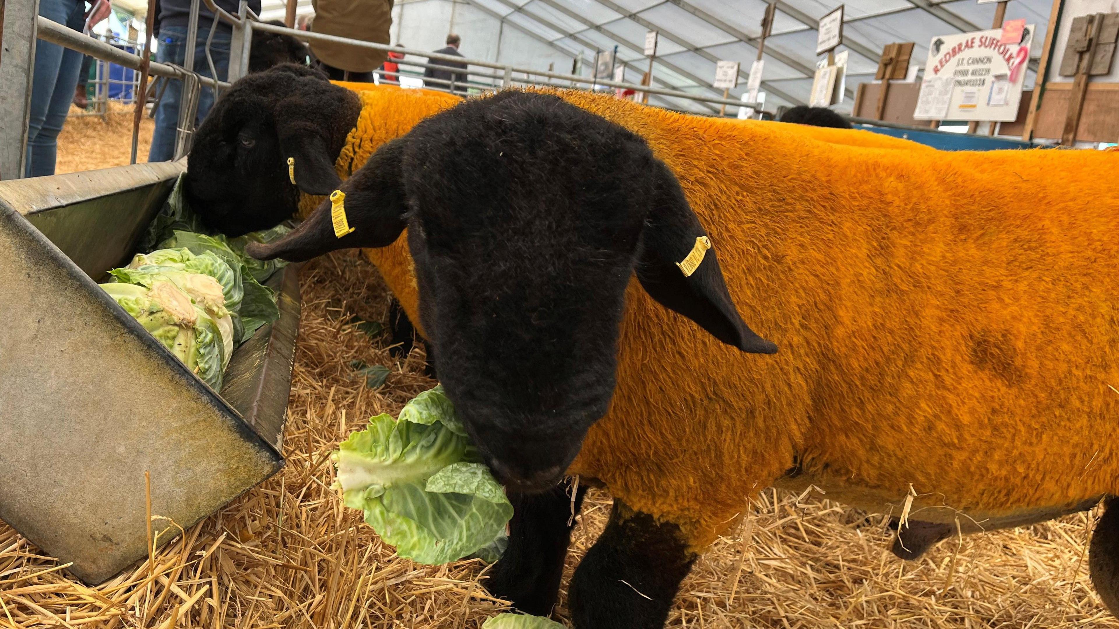 Sheep enjoying cabbages ahead of going into the sales ring