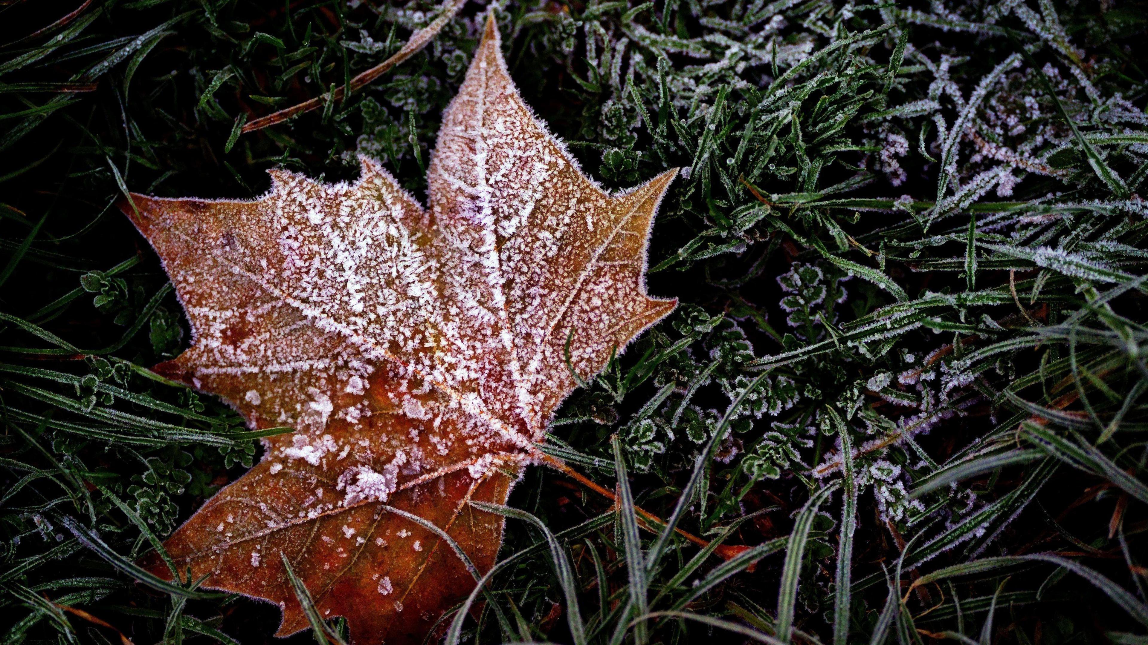 A brown coloured leaf covered with frost lying on green grass that is also frosty.