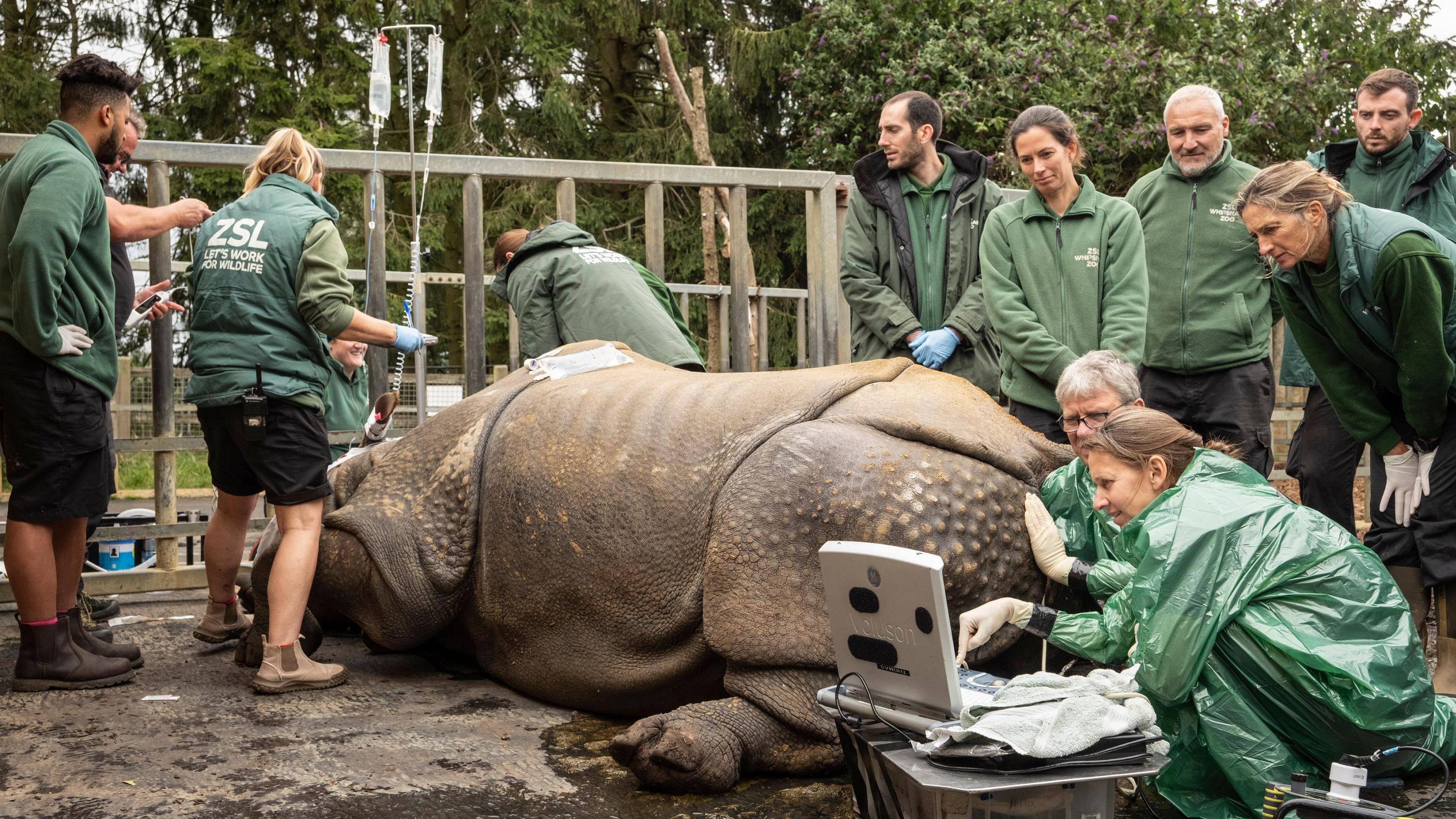 ZSL staff dressed in green fleeces and coats surround a rhino which is asleep on the ground. It is connected to a drip while two staff members check scan results on a screen.