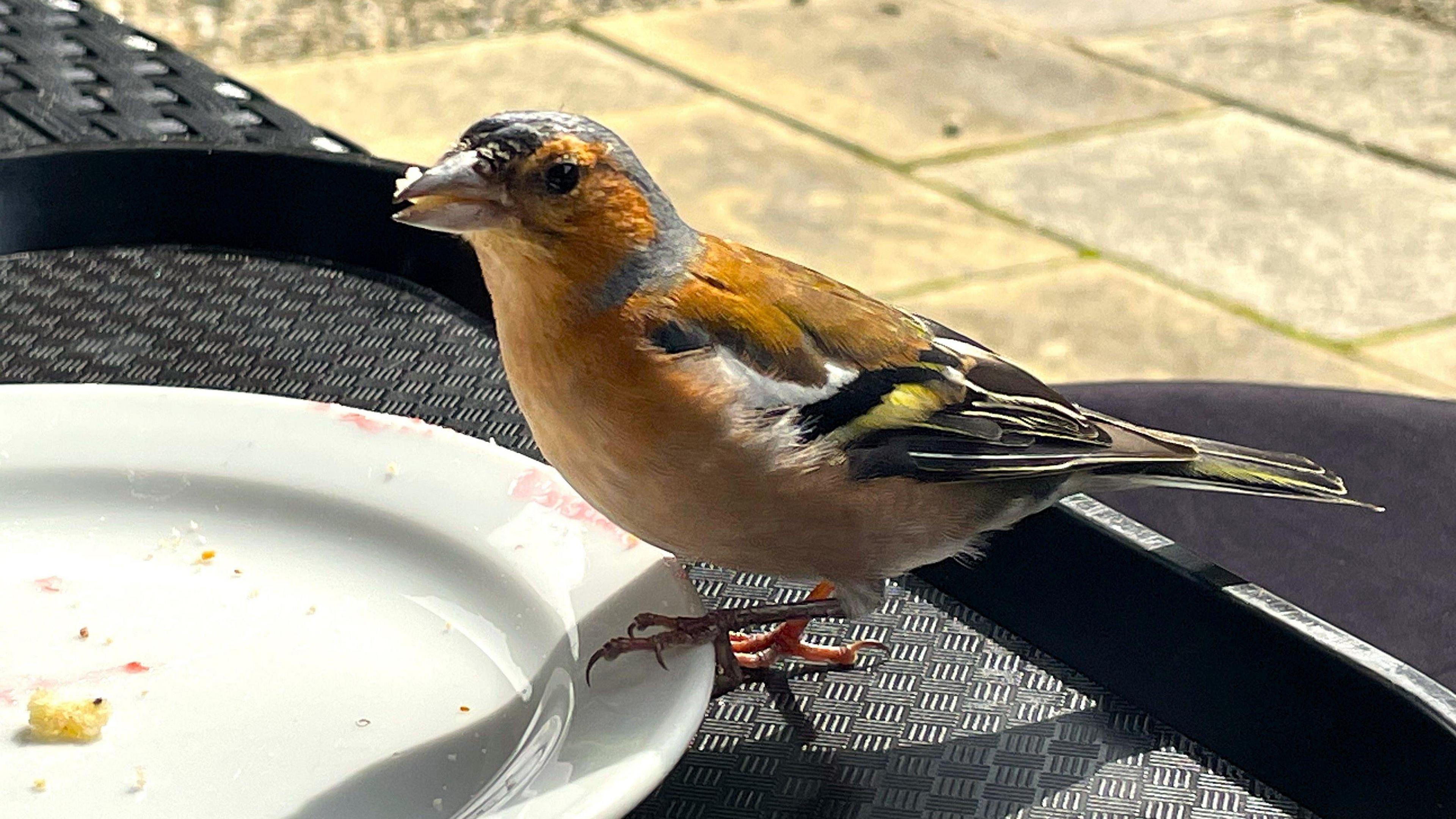 A Chaffinch