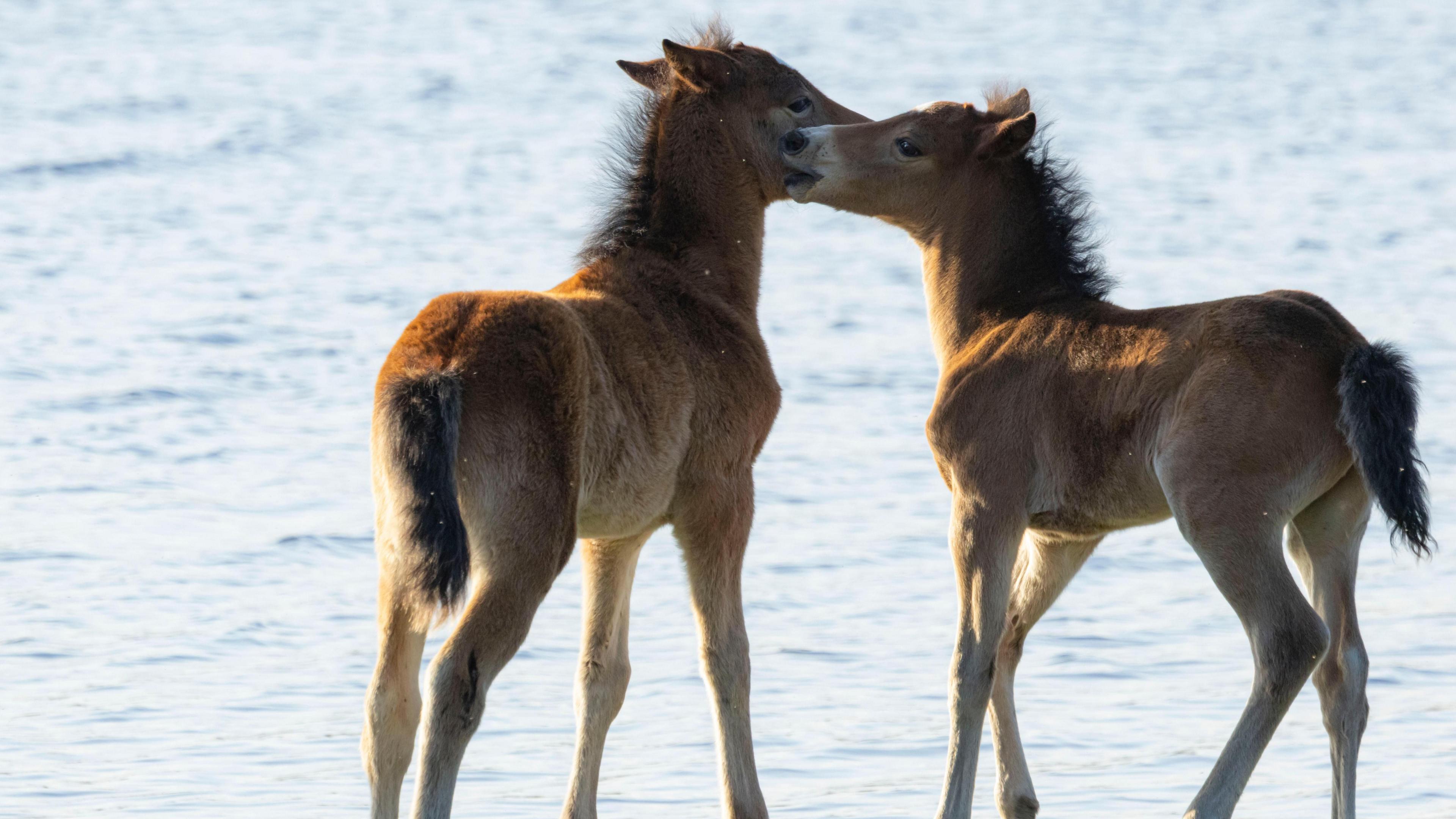 TUES - Two ponies nuzzle each other by 