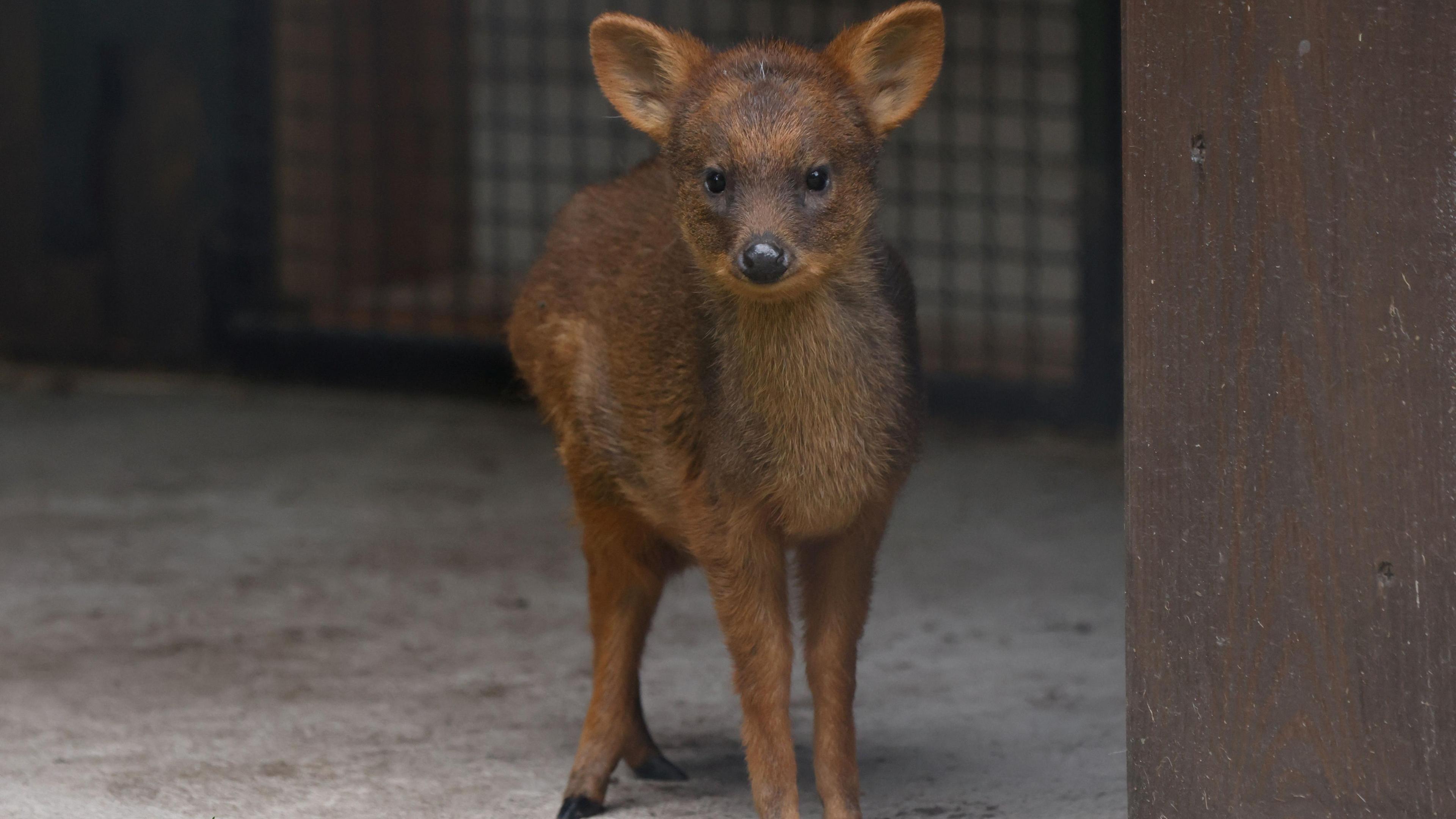 The newborn pudu